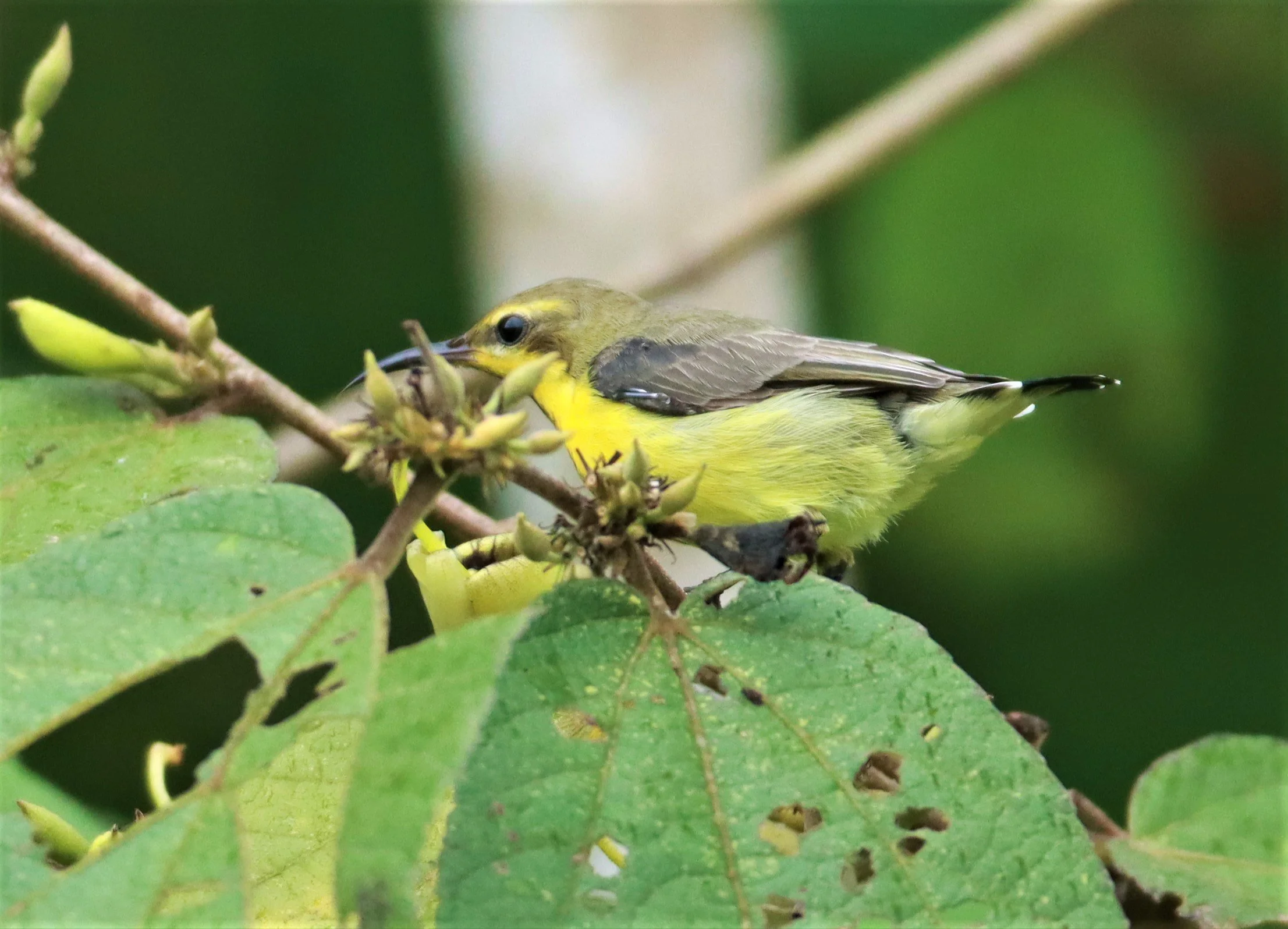 SUNBIRD - OLIVE-BACKED SUNBIRD - Nectarinia jugularis - NONG YA PLONG PETCHABURI (31).jpg