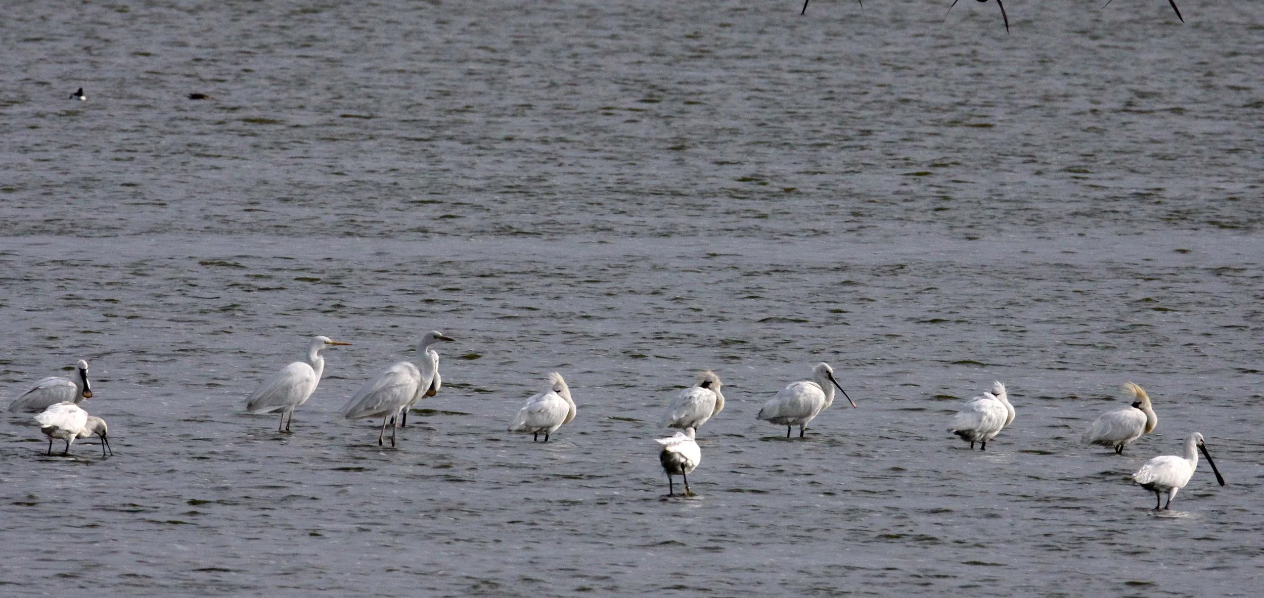 SPOONBILL - EURASIAN SPOONBILL - Platalea leucorodia - YANCHENG CHINA (14).JPG