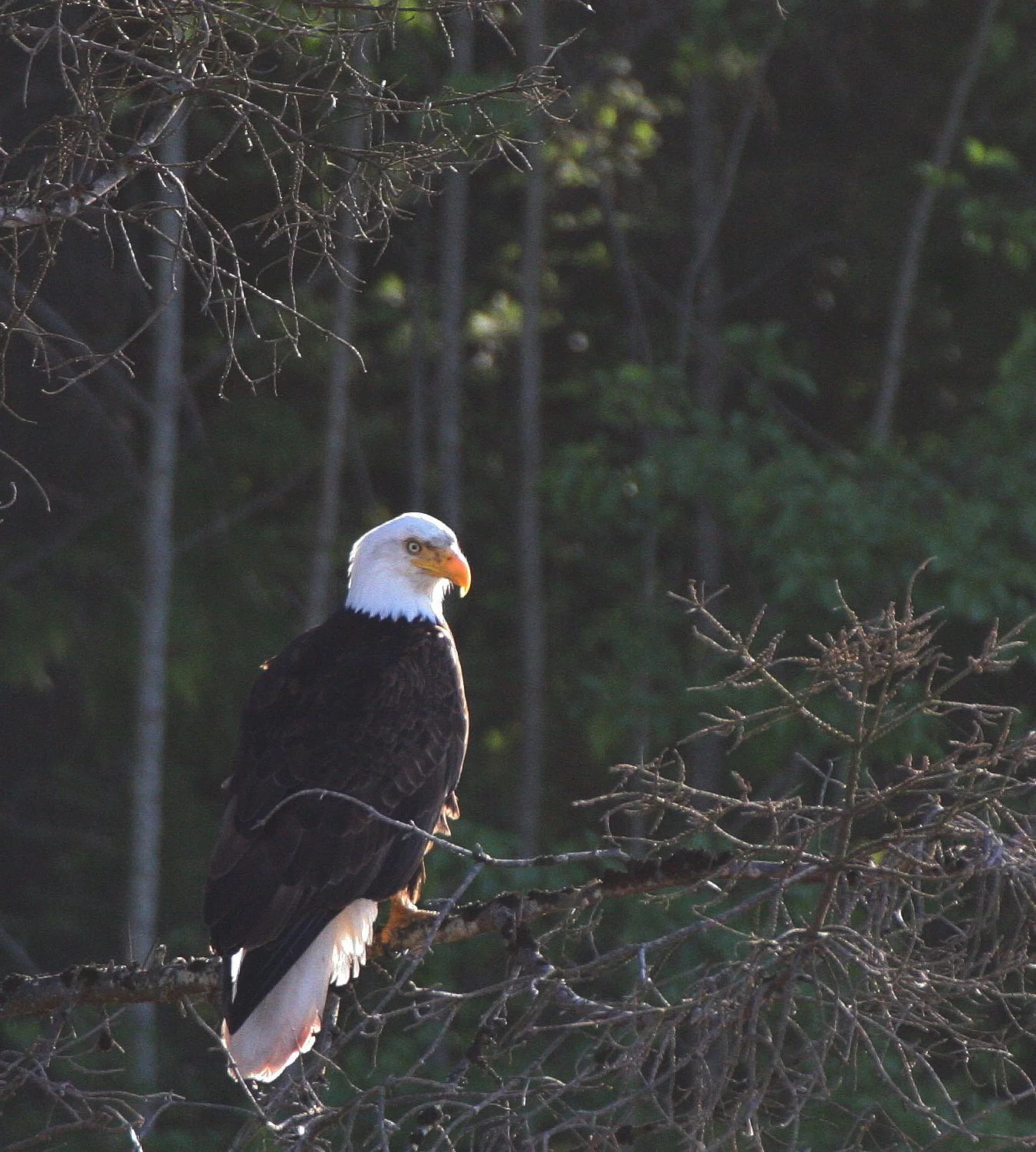 BIRD - EAGLE - BALD EAGLE - LAKE FARM BLUFFS (45).JPG