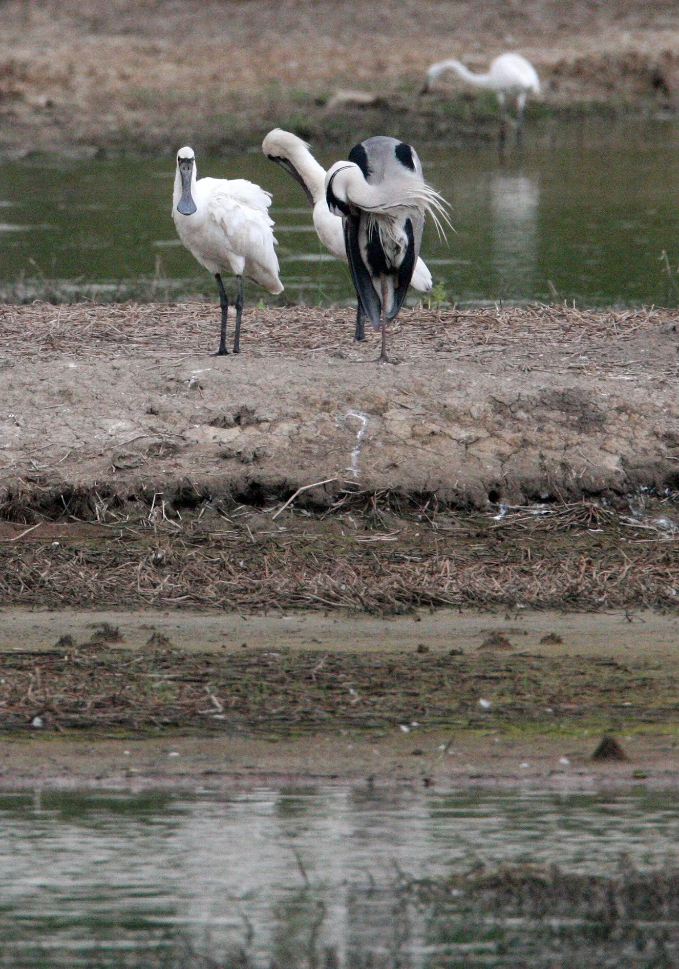 SPOONBILL - BLACK-FACED SPOONBILL - Platalea minor - MAI PO WETLANDS HONG KONG (62).JPG