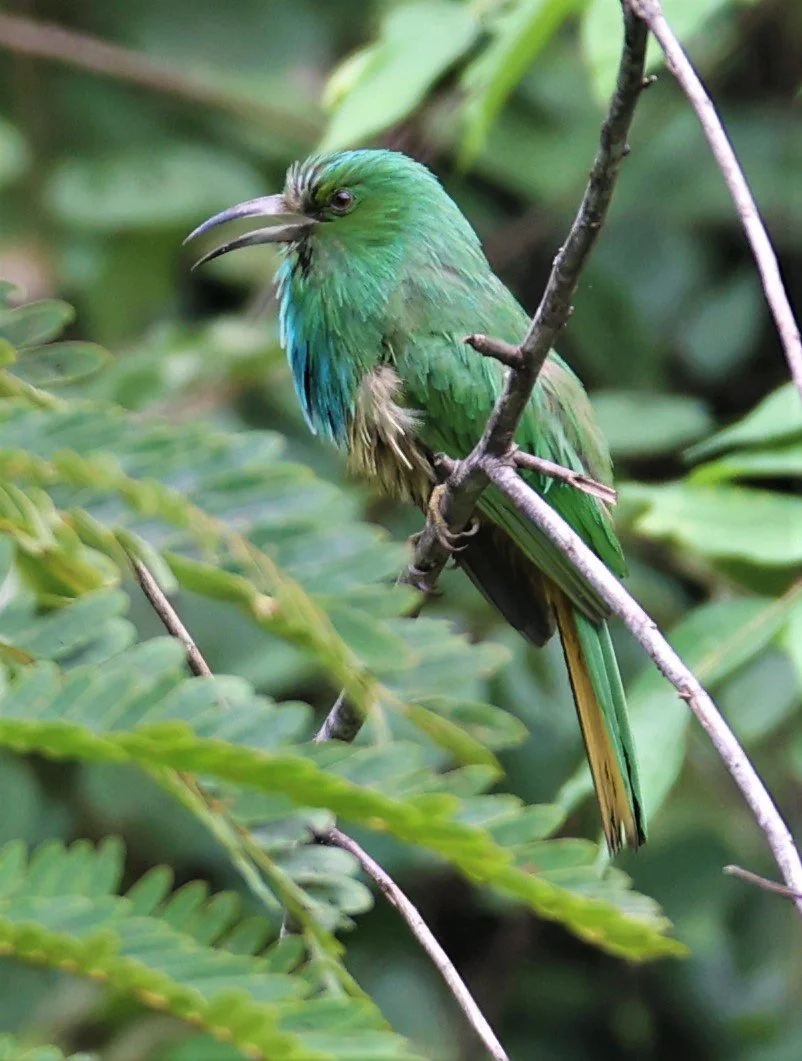 BEE-EATER - BLUE-BEARDED BEE-EATER - Nyctyornis amictus - KAENG KRACHAN NATIONAL PARK 16 OCT 2021 (40).jpg