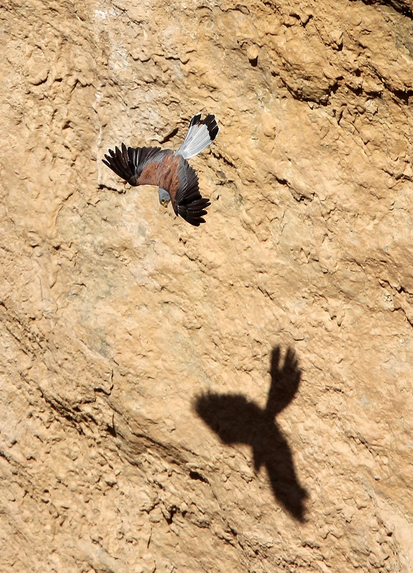 BIRD - KESTREL - RONDA CANYON SPAIN (14).JPG