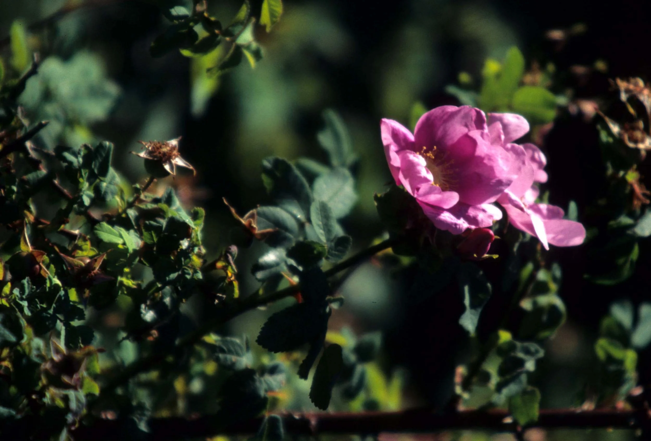 CALIFORNIA - REDWOODS NP - ROSA SPECIES (2).jpg