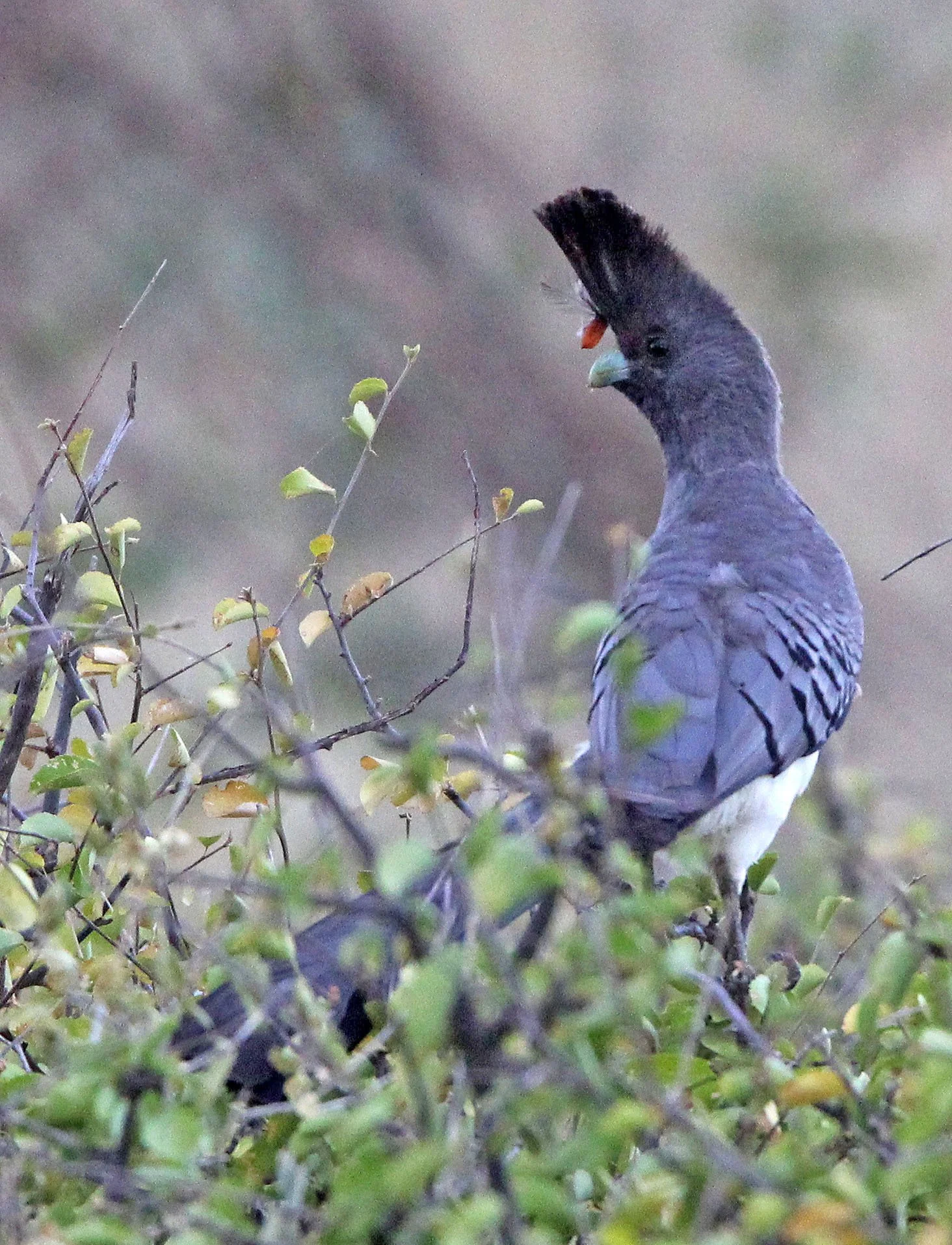 White-bellied Go-away-bird (Crinifer leucogaster) Samburu NP Kenya (5).JPG