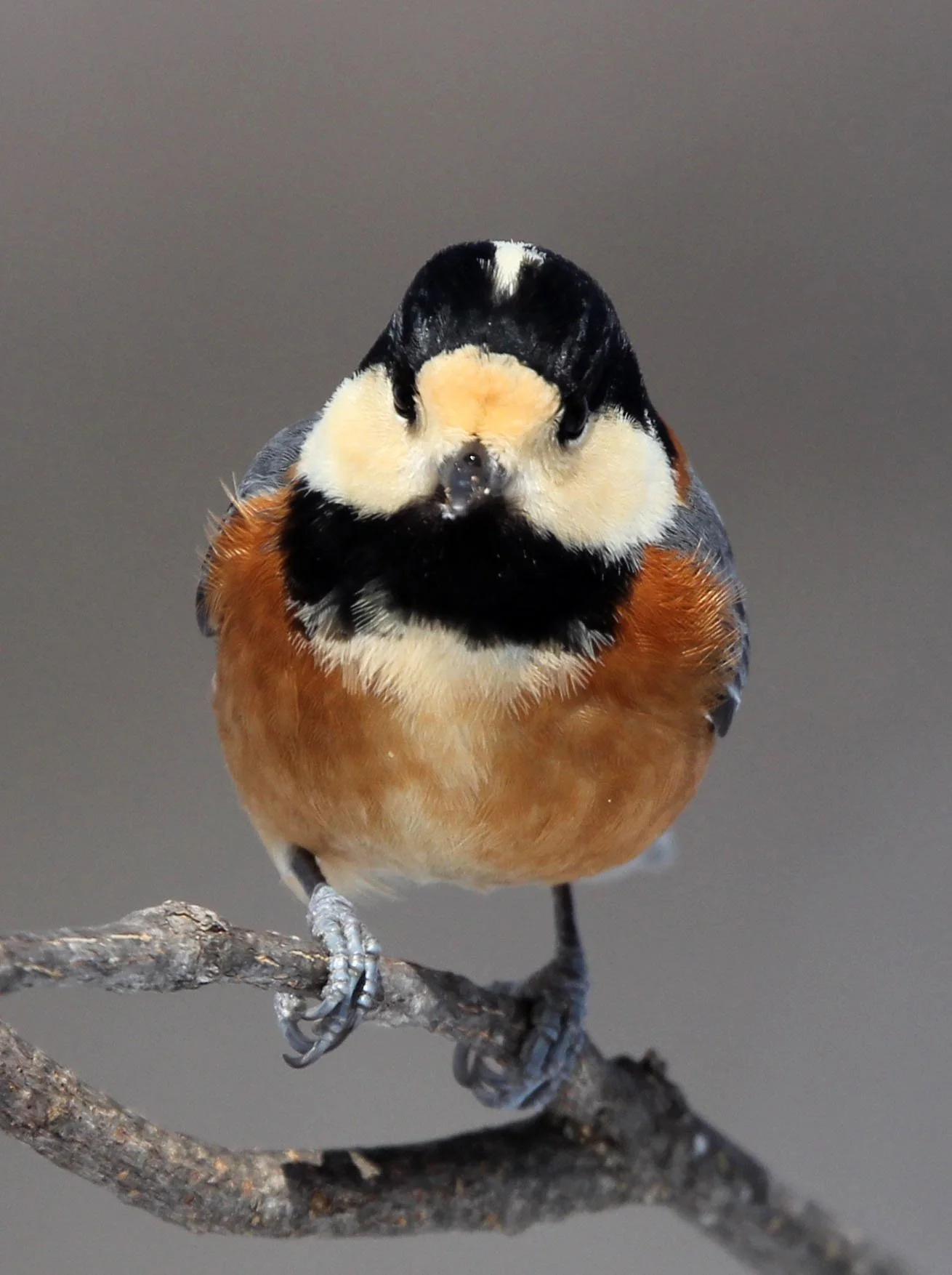 Varied Tit (Sittiparus varia) Kinohiroba Park, Abashiri Hokkaido, Japan (16).JPG