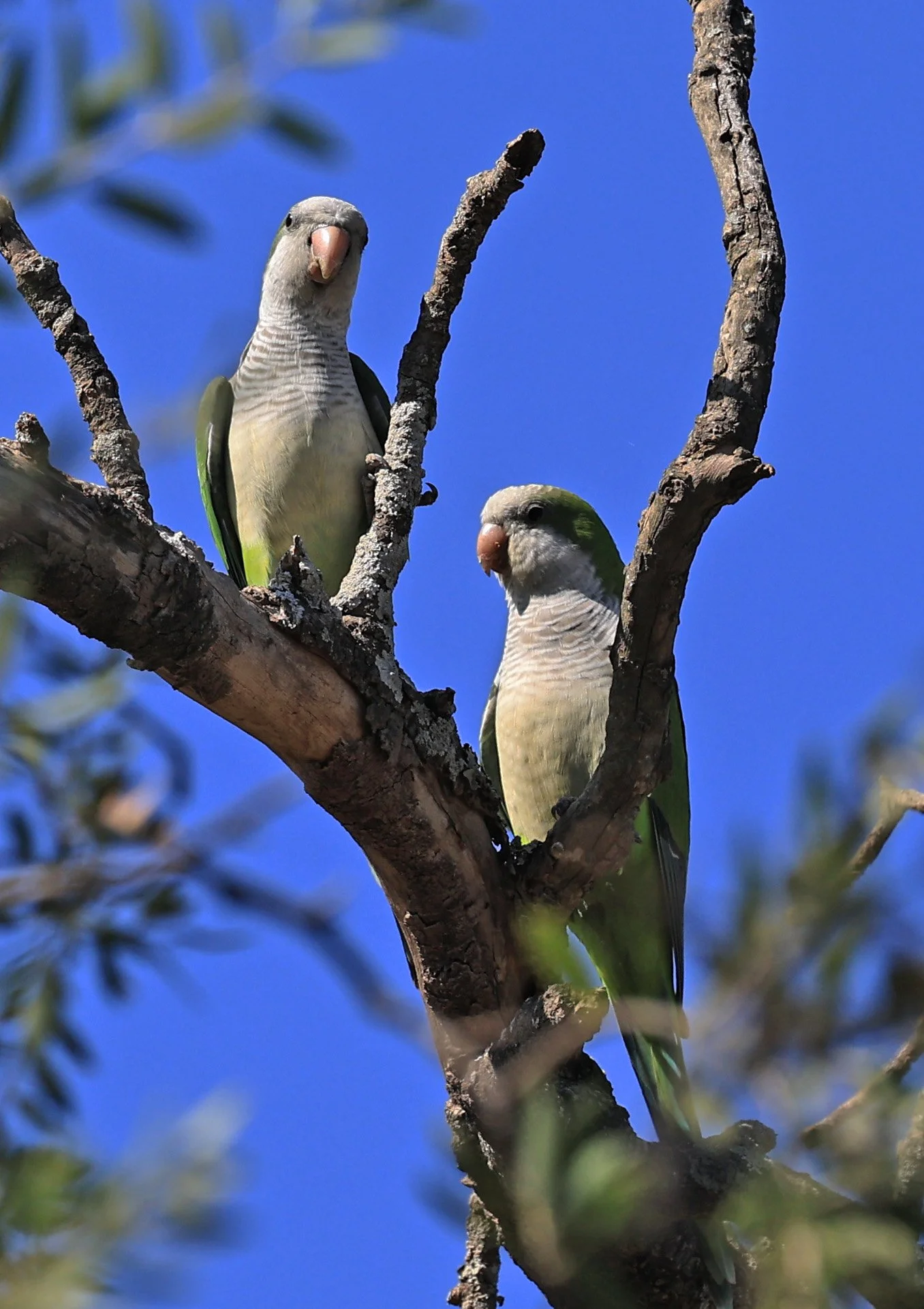Monk Parakeet (Myiopsitta monachus) Agua Dulce Paraguay (7).jpg