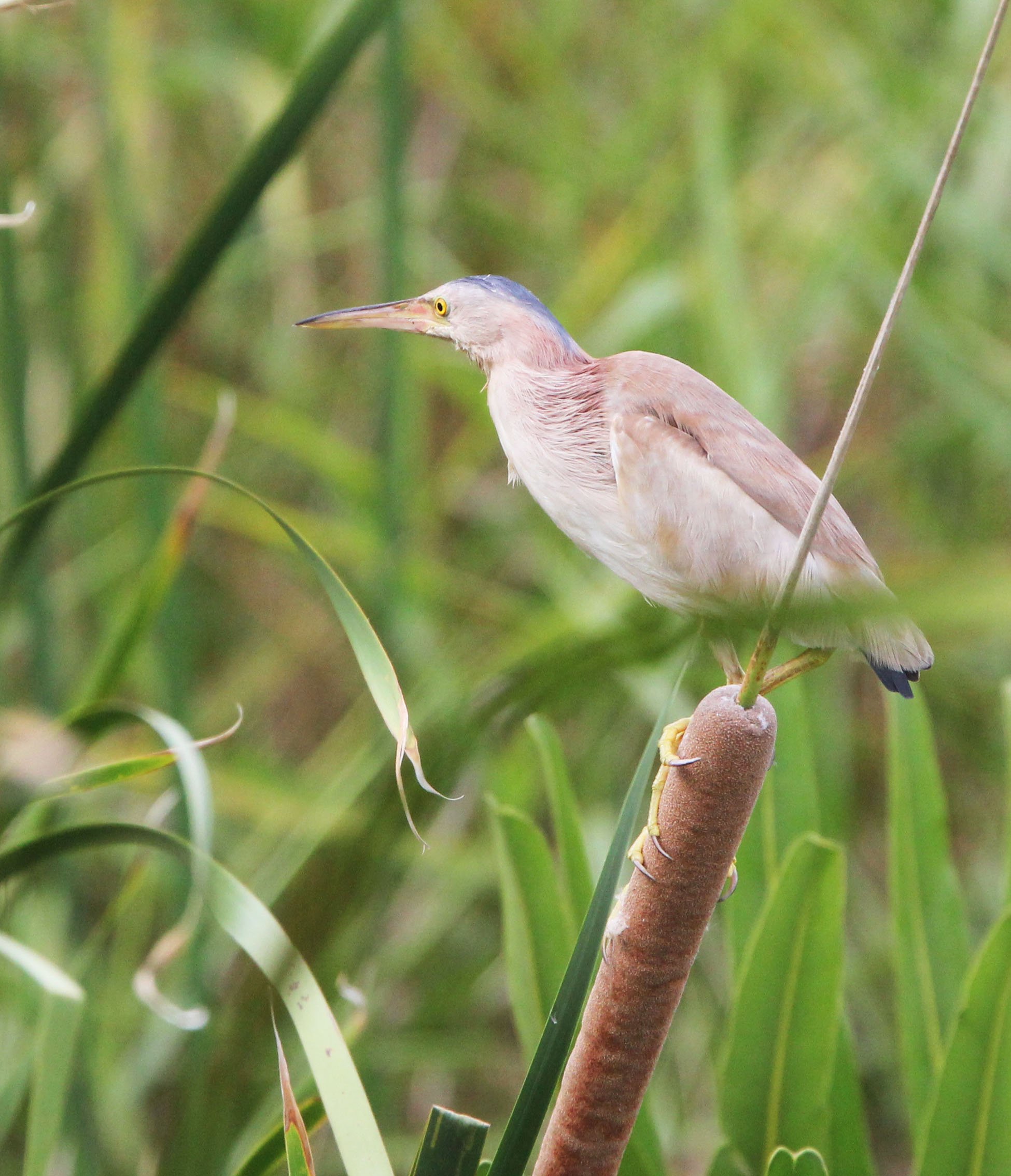 BITTERN - YELLOW BITTERN - Ixobrychus sinensis - KAO SAM ROI YOD NATIONAL PARK THAILAND (20).JPG