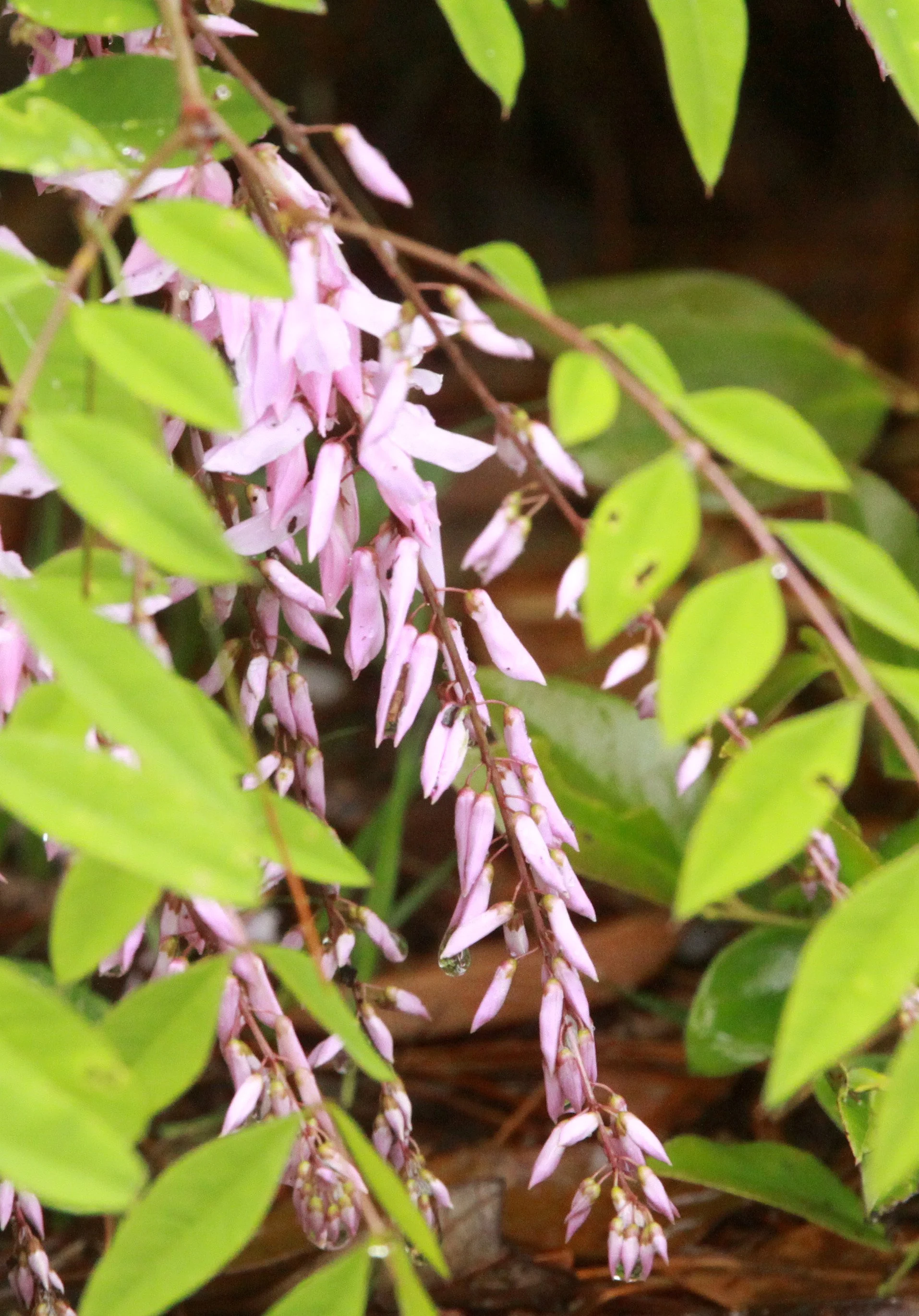 GUNIUJIANG NATURE RESERVE - ANHUI PROVINCE CHINA (87).JPG