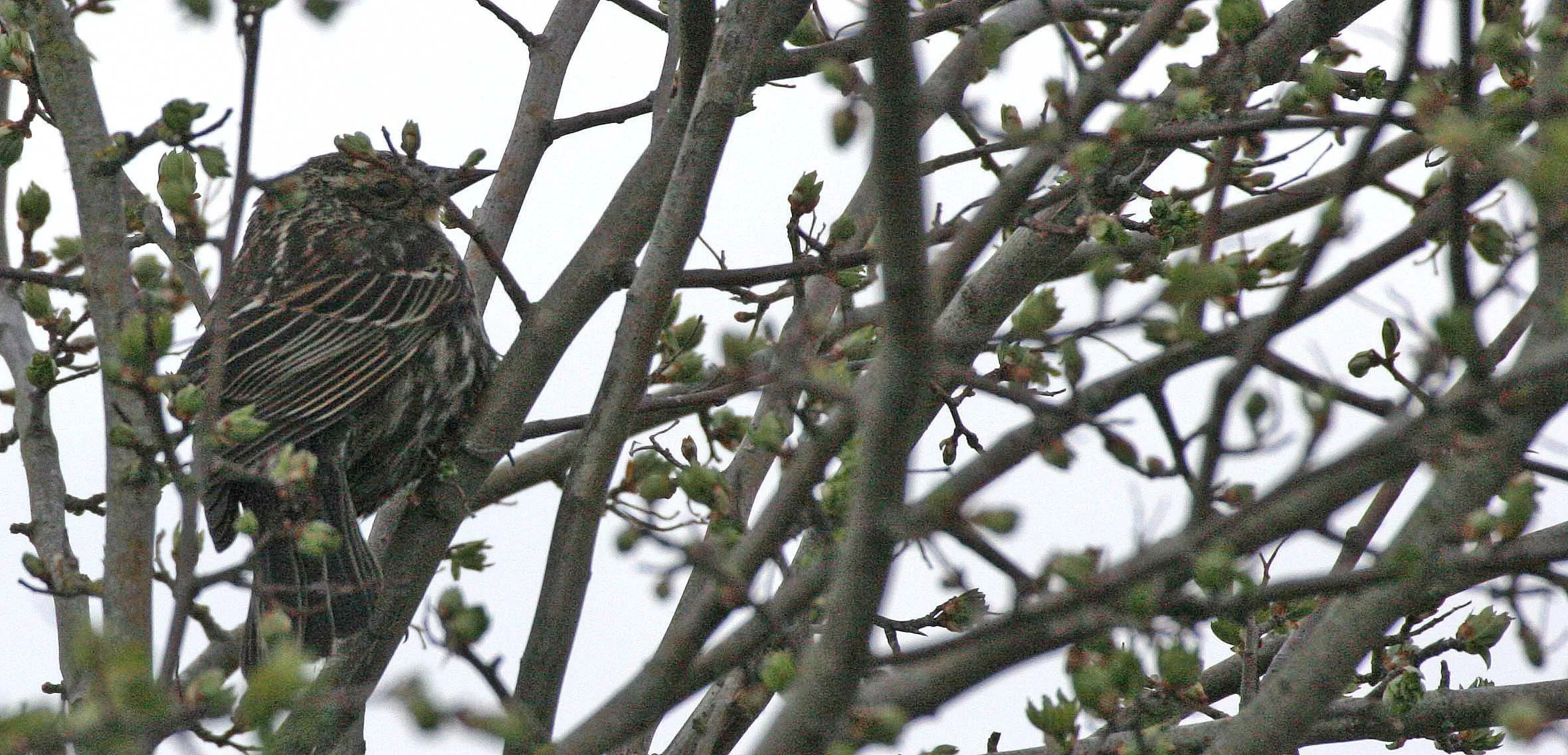 Red-winged Blackbird (Agelaius phoeniceus) Jamestown Olympic Peninsula Washington (27).JPG