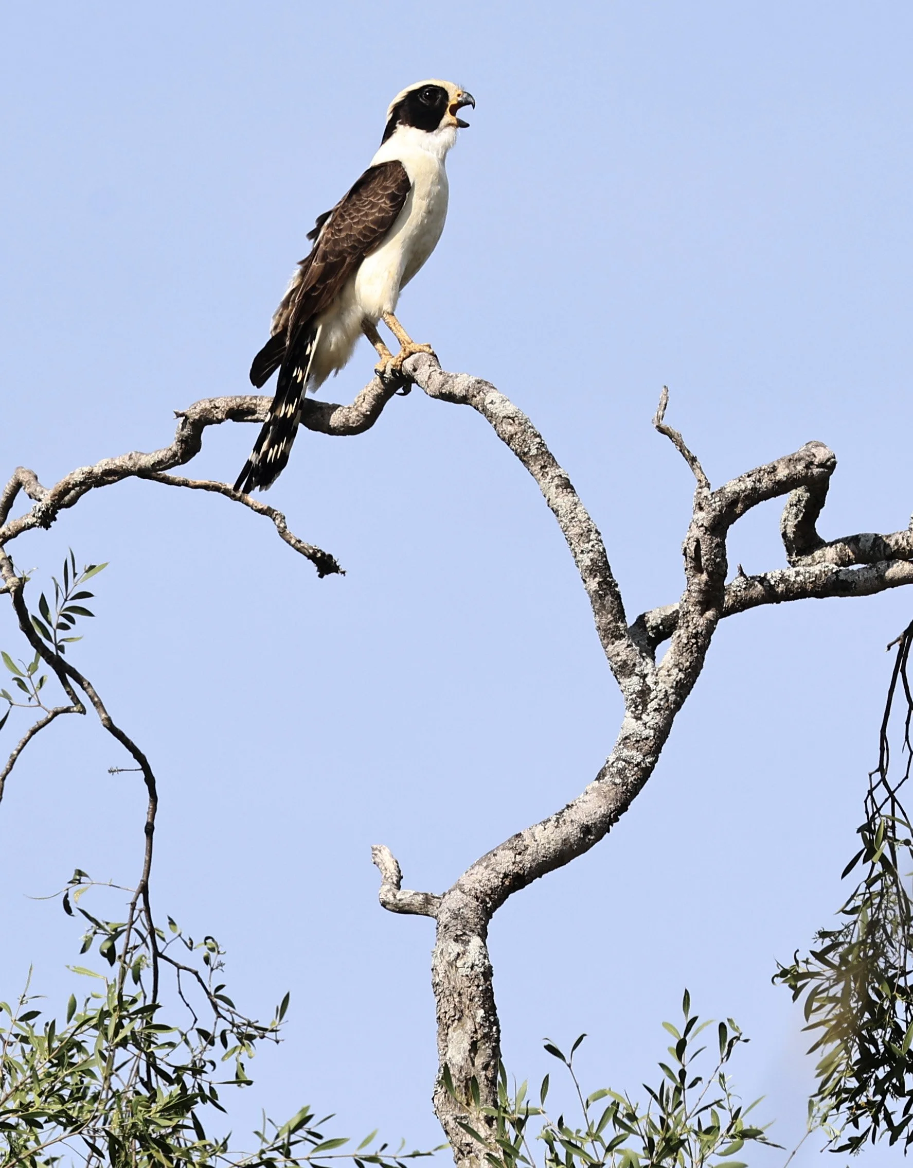 Laughing Falcon (Herpetotheres cachinnans) Reserva Natural Canada el Carmen, Paraguay (17).jpg