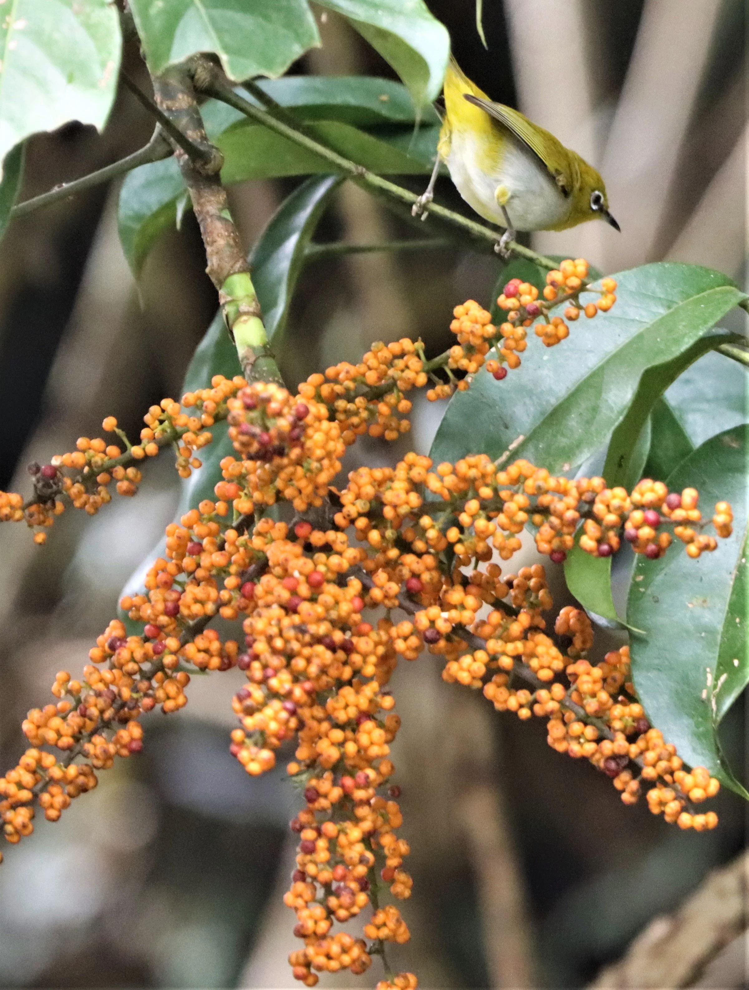 Indian White-eye (Zosterops palpebrosus) Doi Ang Kang Chiang Mai (17).jpg