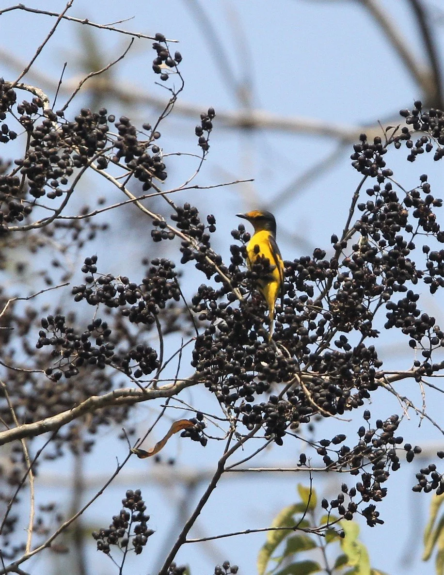 Scarlet Minivet (Pericrocotus speciosus) Kaeng Krachan NP Thailand (23).jpg