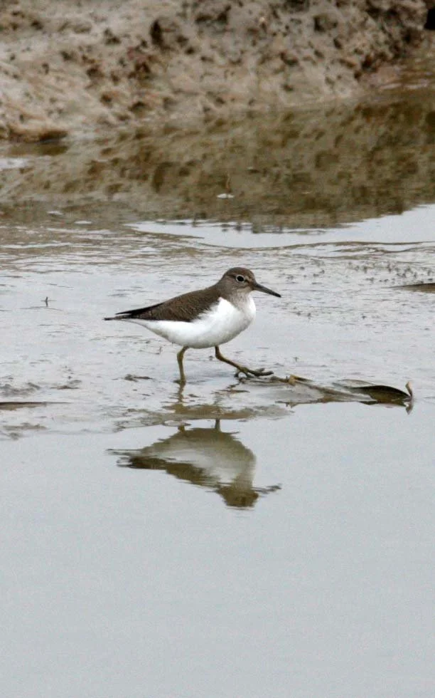 BIRD - SANDPIPER - COMMON SANDPIPER- YANCHENG CHINA (5).JPG