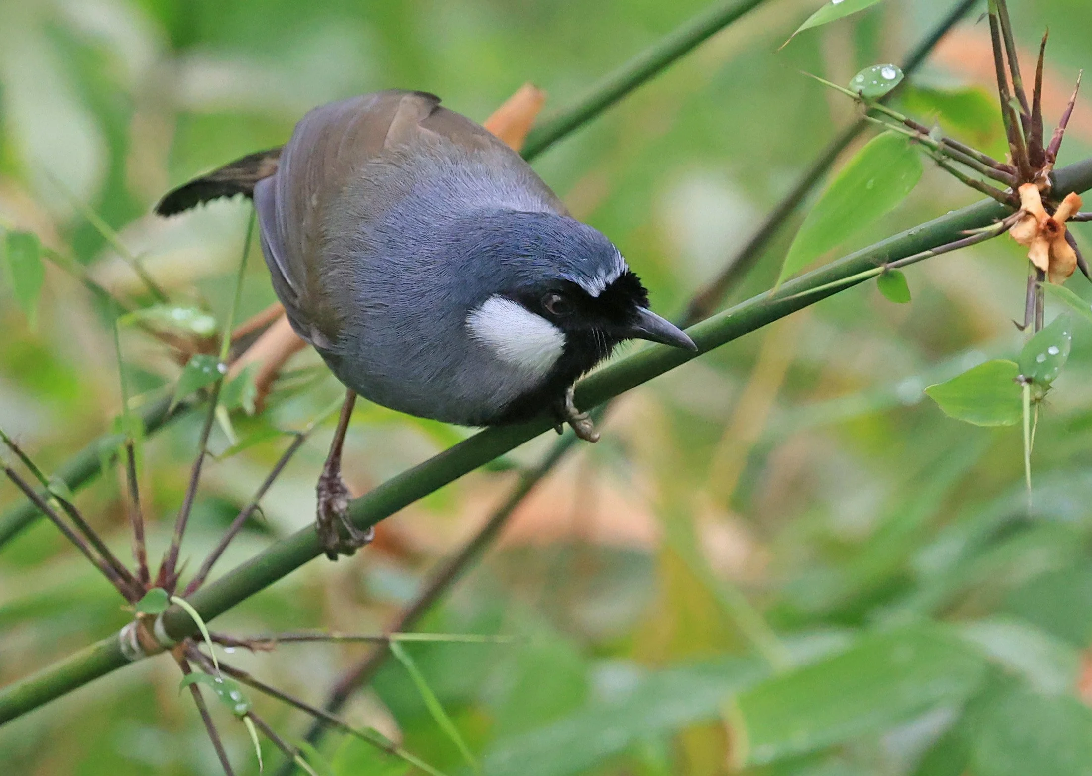 Black-throated Laughingthrush (Pterorhinus chinensis) Khao Yai National Park Feb 2026 Day 2 (60).jpg