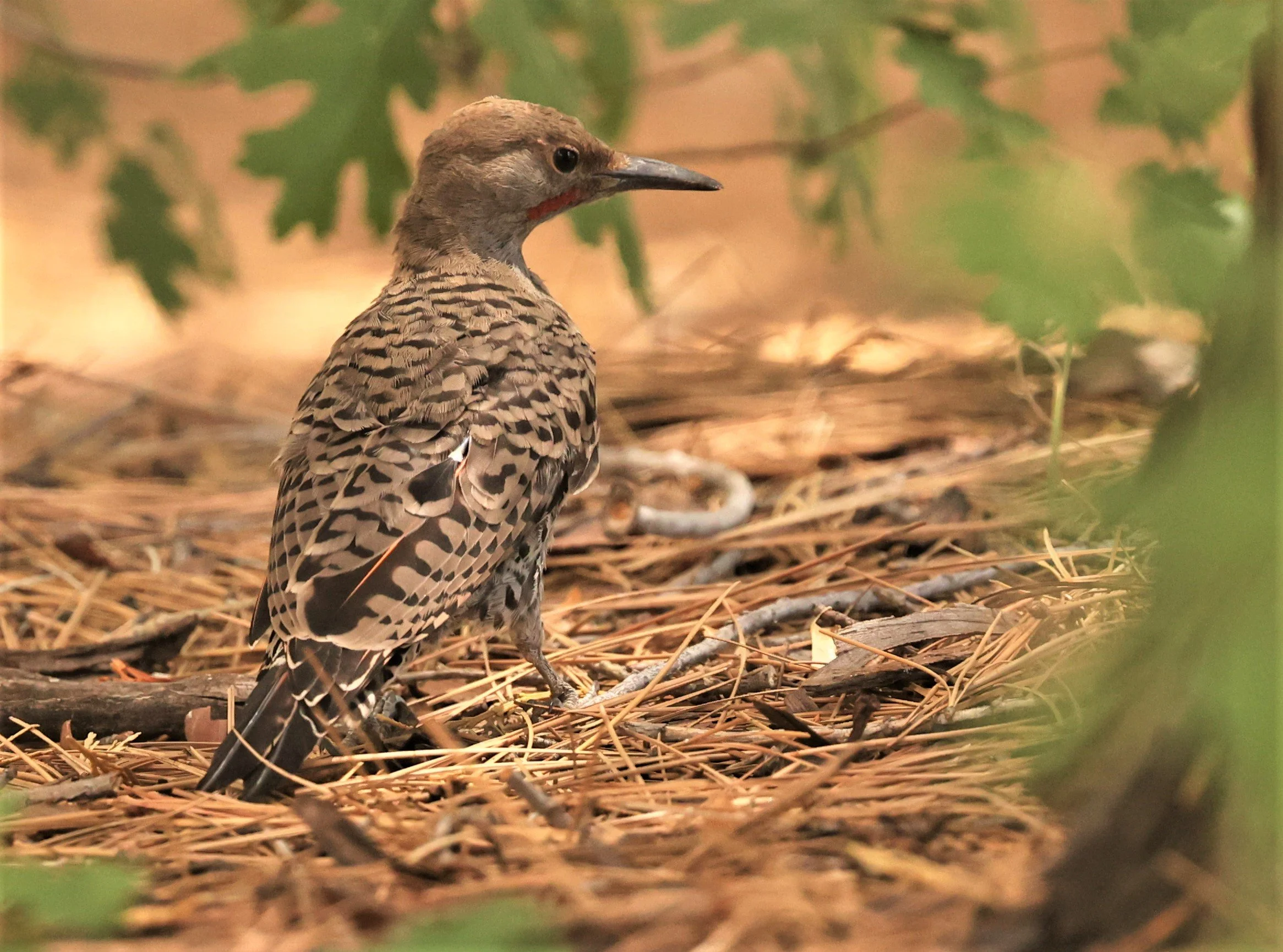Colaptes auratus - NORTHERN FLICKER - IDYLLWILD NATURE CENTER SAN JACINTO MOUNTAINS CALIFORNIA PINE COVE  (2).jpg
