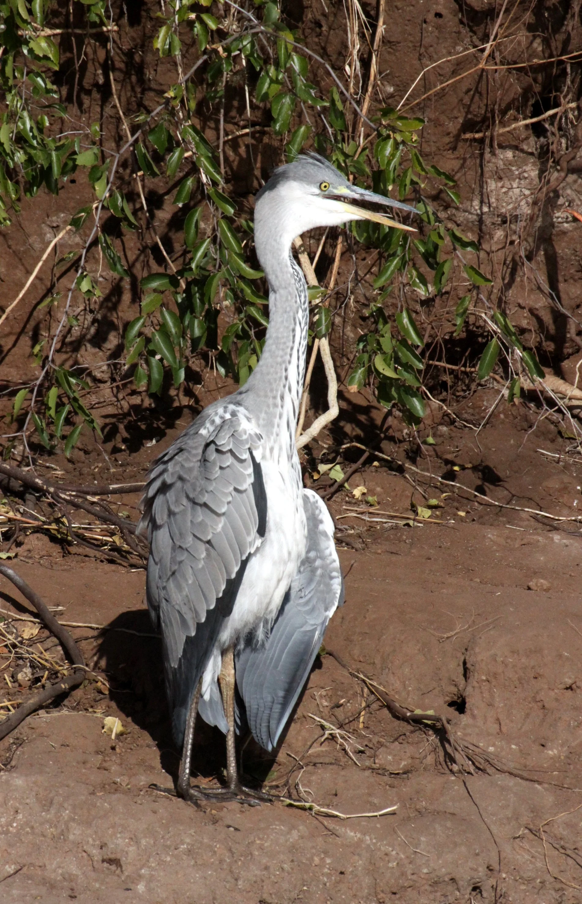 HERON - GREY HERON - Ardea cinerea - IMMATURE - CHOBE NATIONAL PARK BOTSWANA (7).JPG