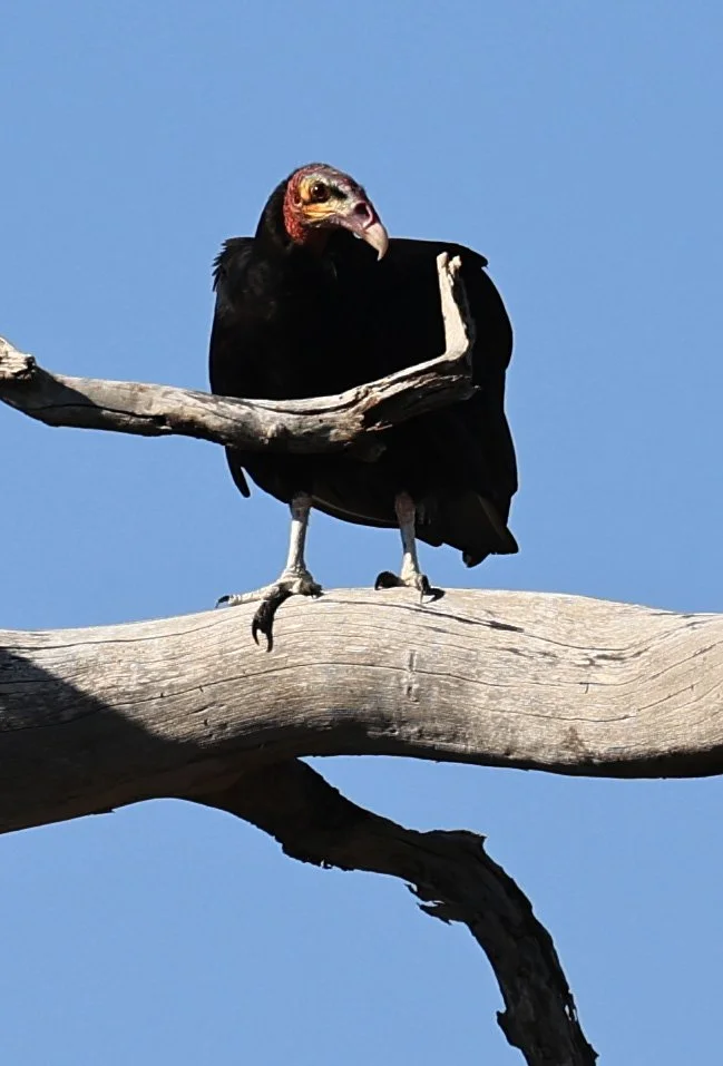 Lesser Yellow-headed Vulture (Cathartes burrovianus) Agua Dulce Paraguay (4).jpg