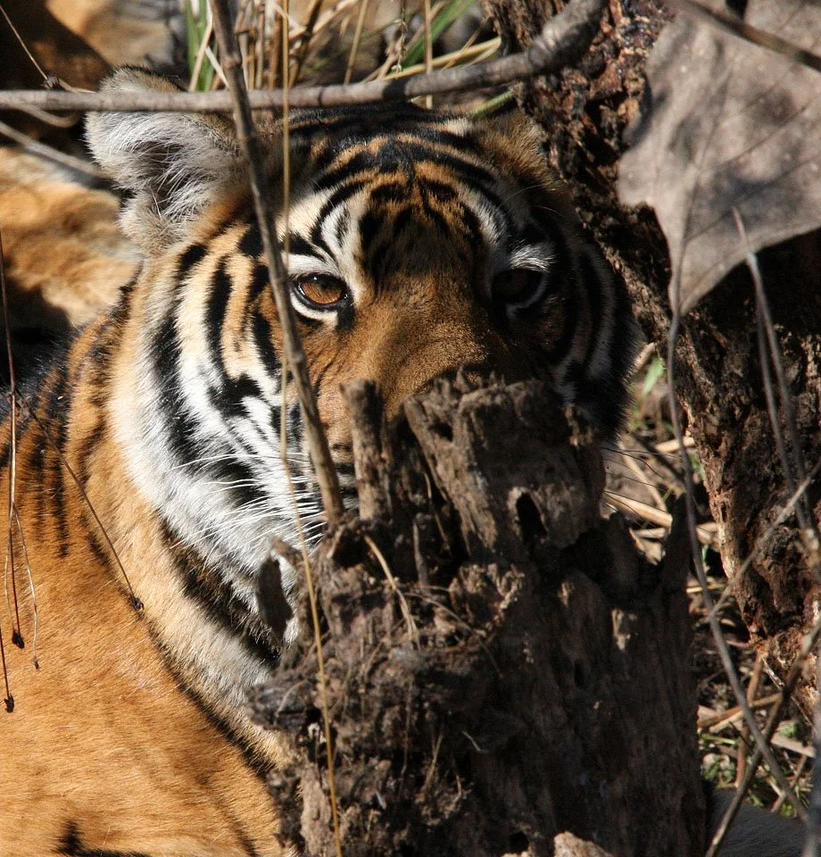 Panthera tigris tigris - BENGAL TIGER - CUBS IN KANHA - KANHA NATIONAL PARK MADHYA PRADESH INDIAA (40).JPG