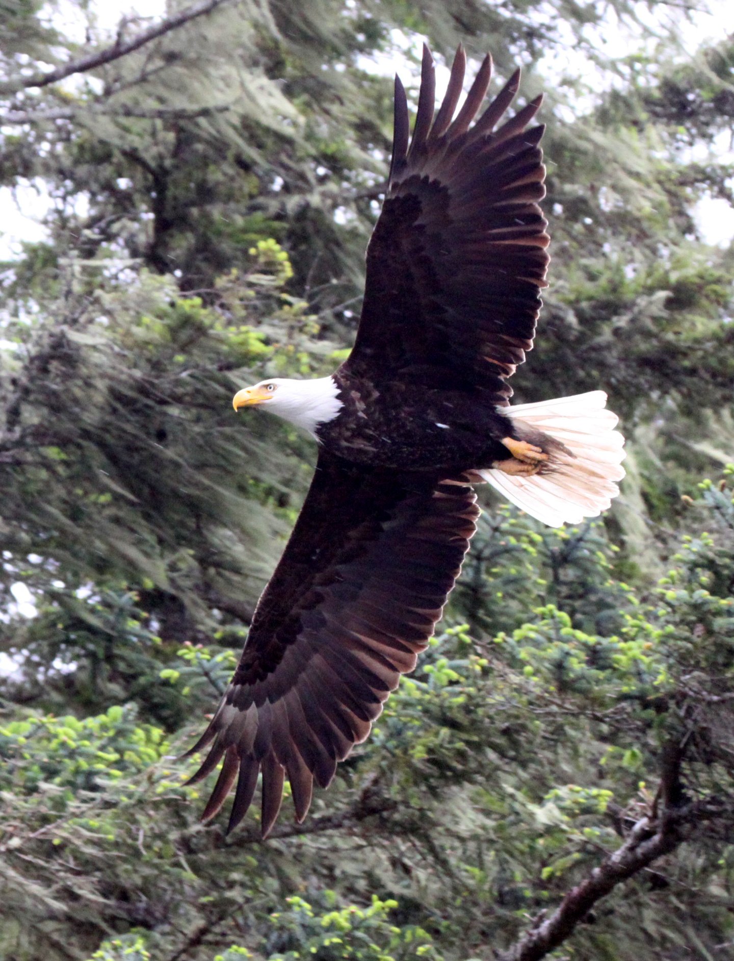 BIRD - EAGLE - BALD EAGLE - KNIGHTS INLET BRITISH COLUMBIA (11).JPG