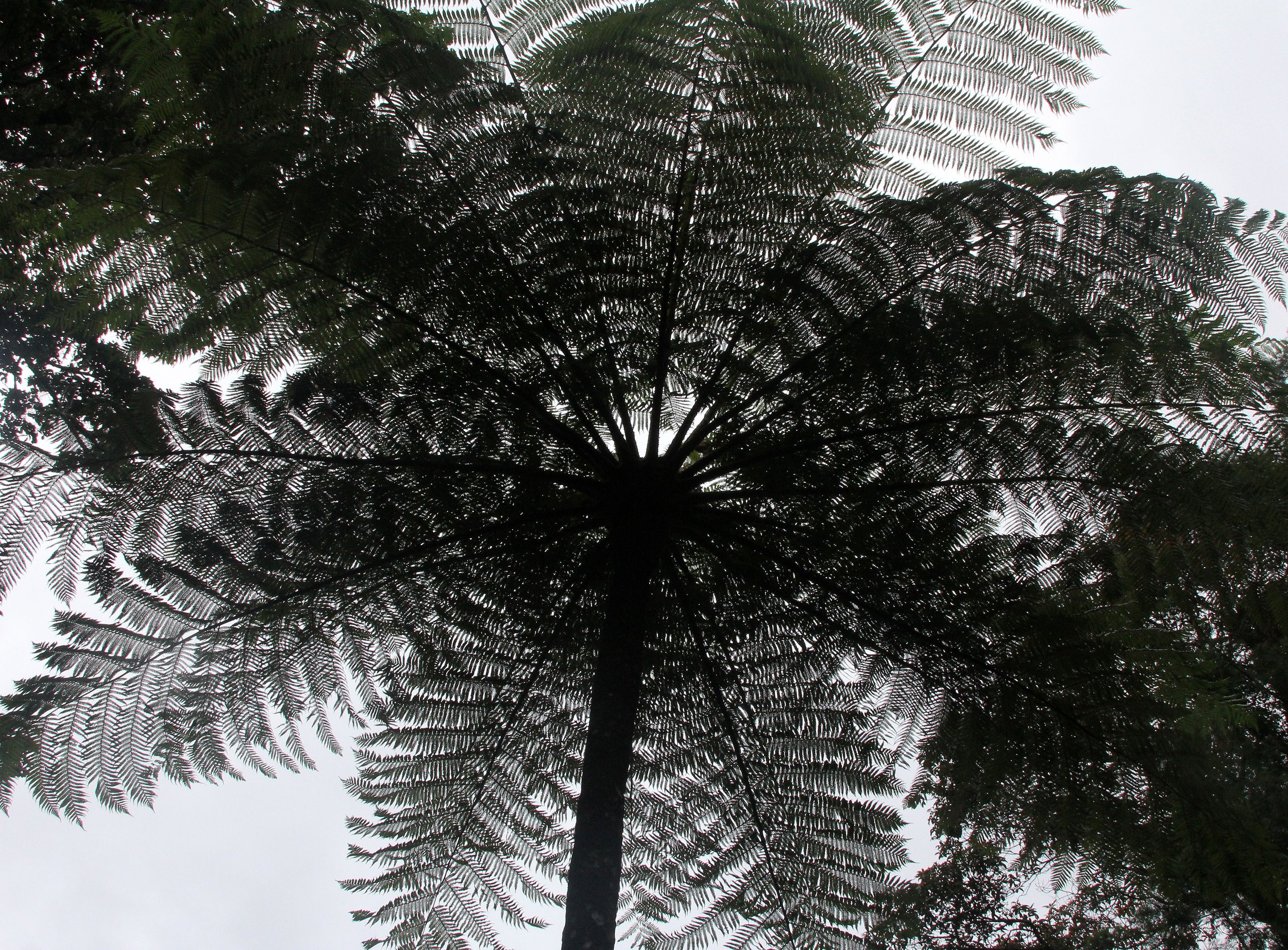 GEDE NATIONAL PARK - JAVA BARAT INDONESIA (19).JPG