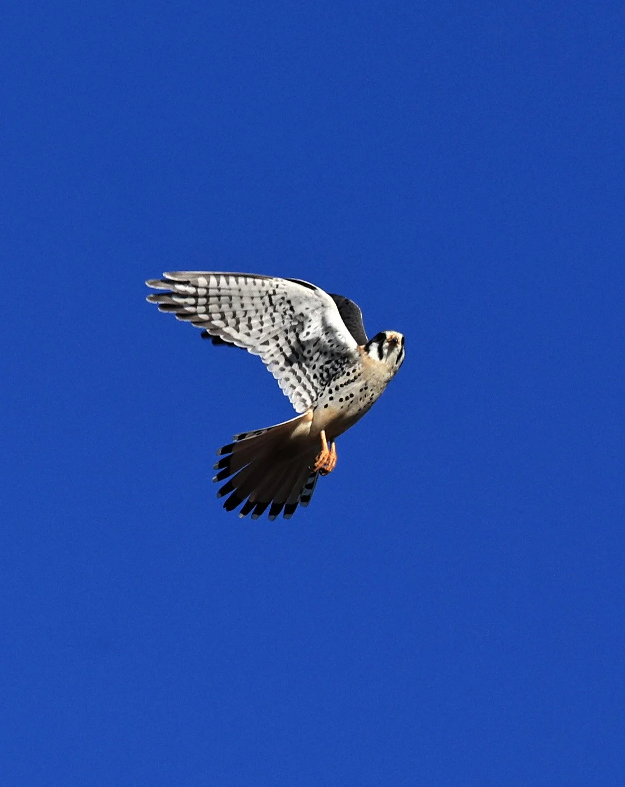 American Kestrel (Falco sparverius) Fortin Toledo Paraguay (12).jpg