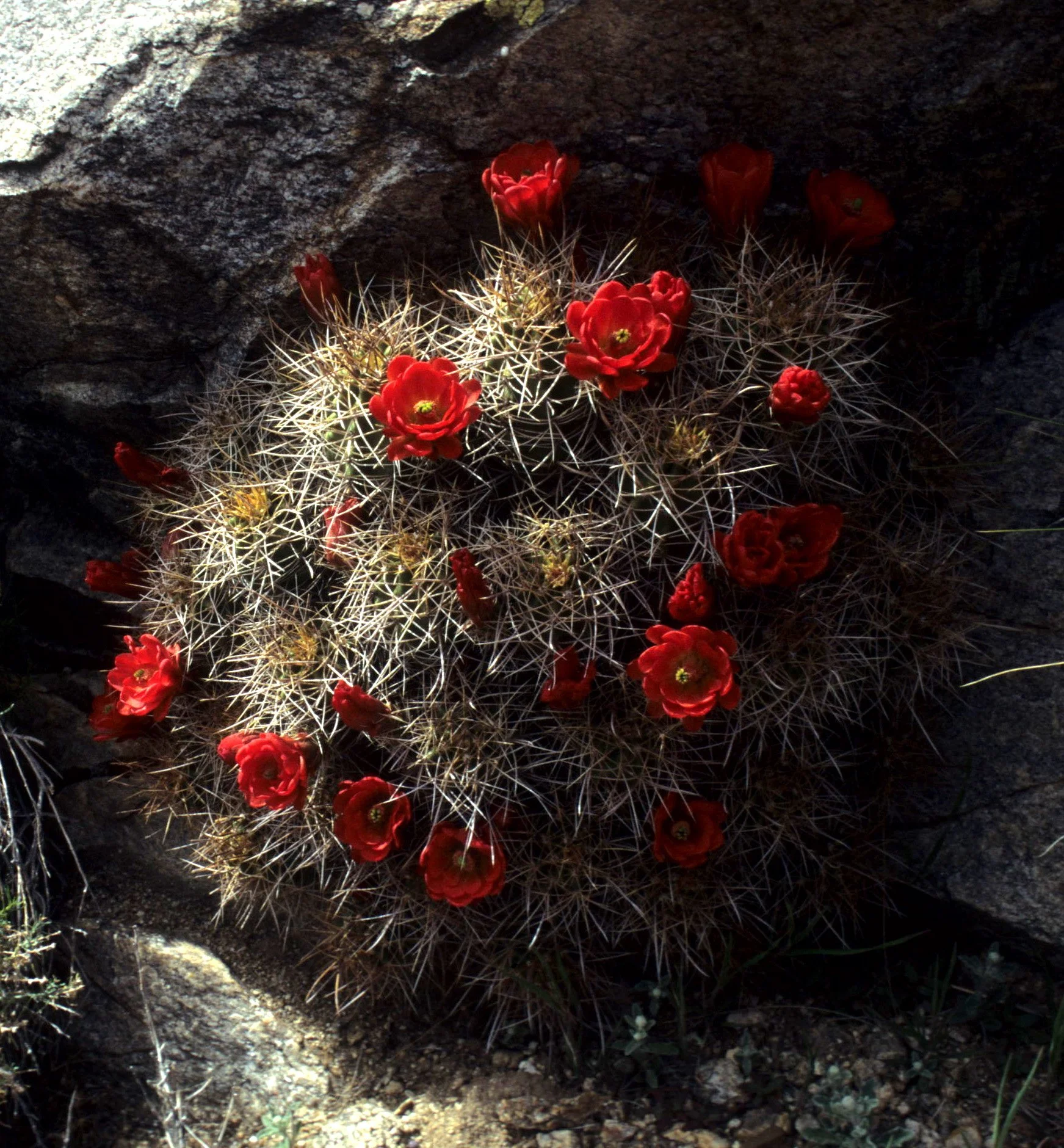 DEATH VALLEY - ECHINOCEREUS TRIGLOCHIDIATUS VAR MOJAVENSIS A1.jpg