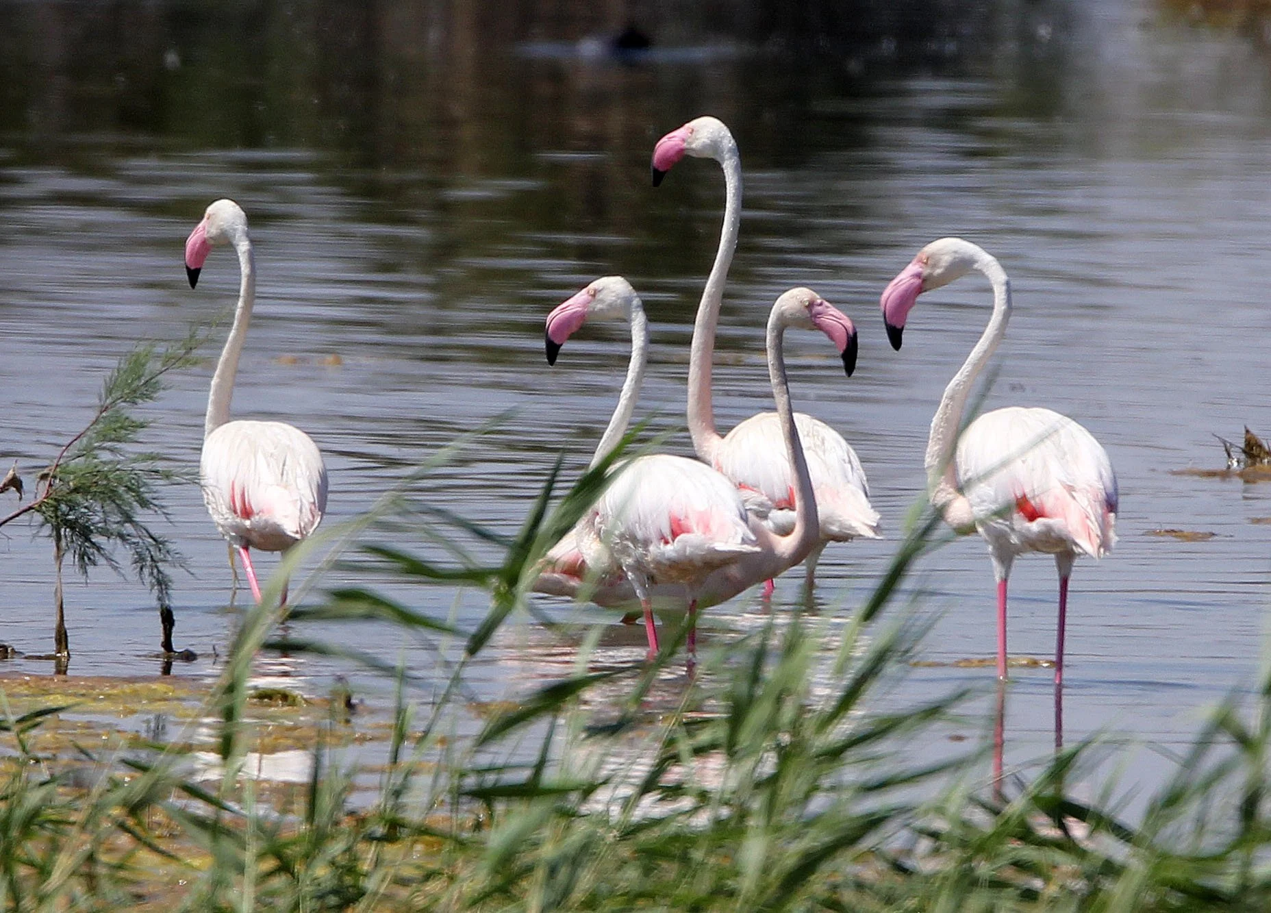 Phoenicopterus roseus - Greater Flamingo - Laguna Dulce Spain (31).JPG