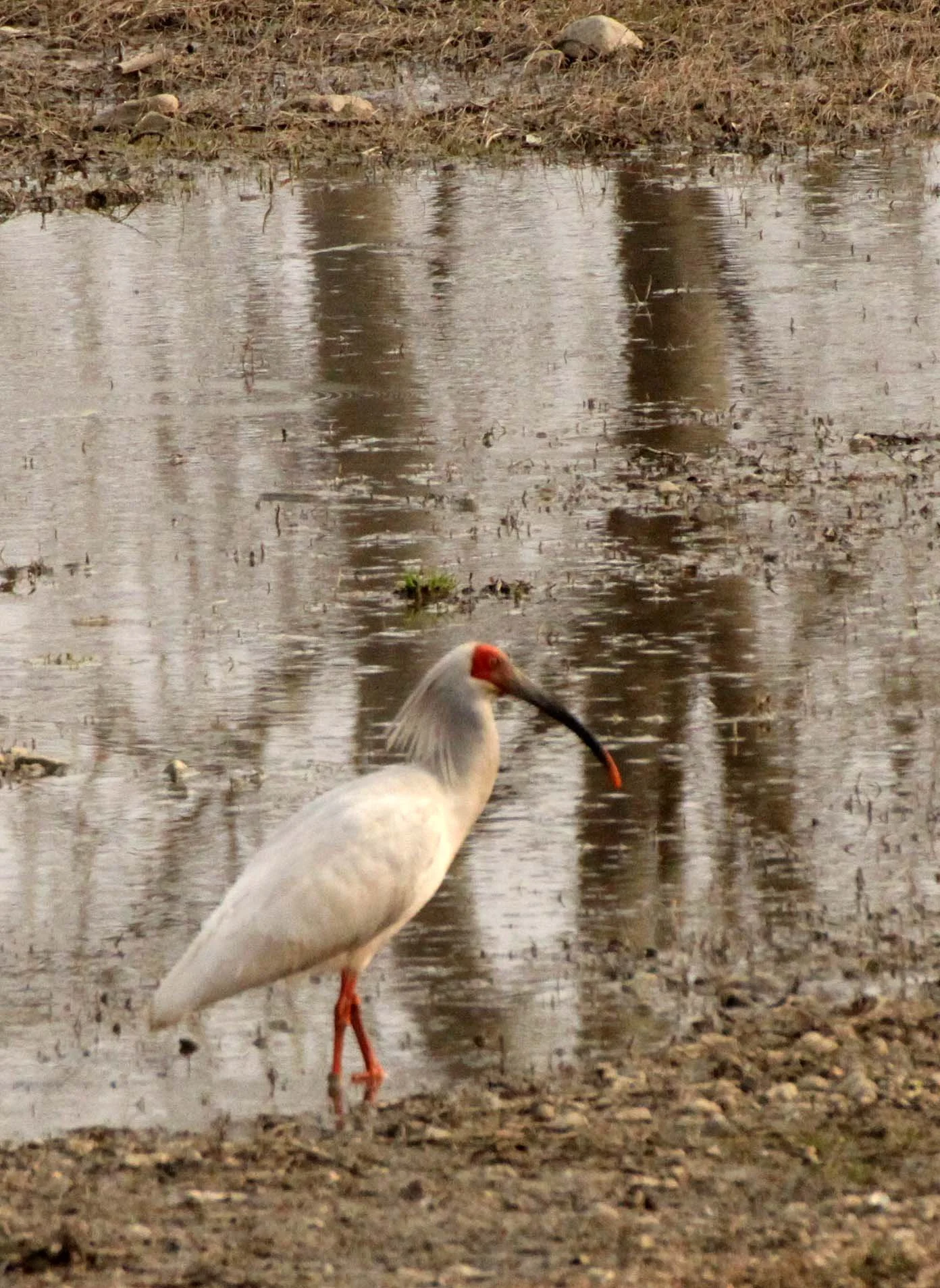 IBIS - CRESTED IBIS - Nipponia nippon - YANG COUNTY SHAANXI PROVINCE CHINA (76).JPG