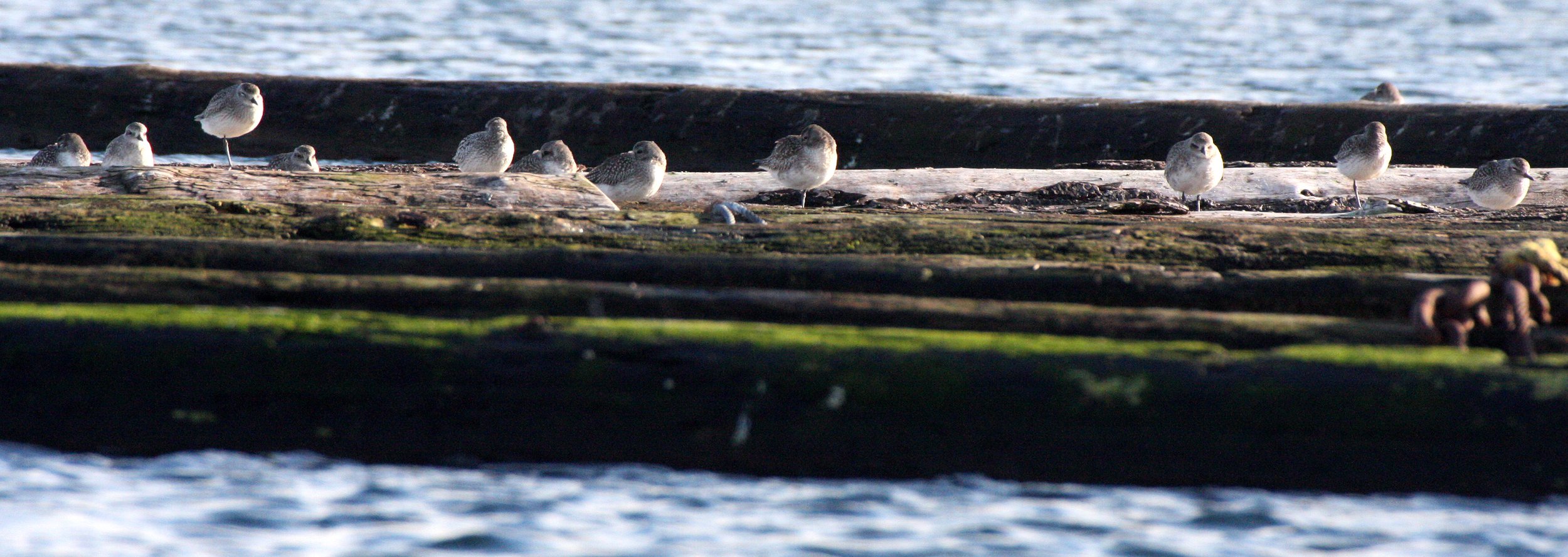 BIRD - PLOVER - BLACK-BELLIED PLOVER - PA HARBOR (12).JPG