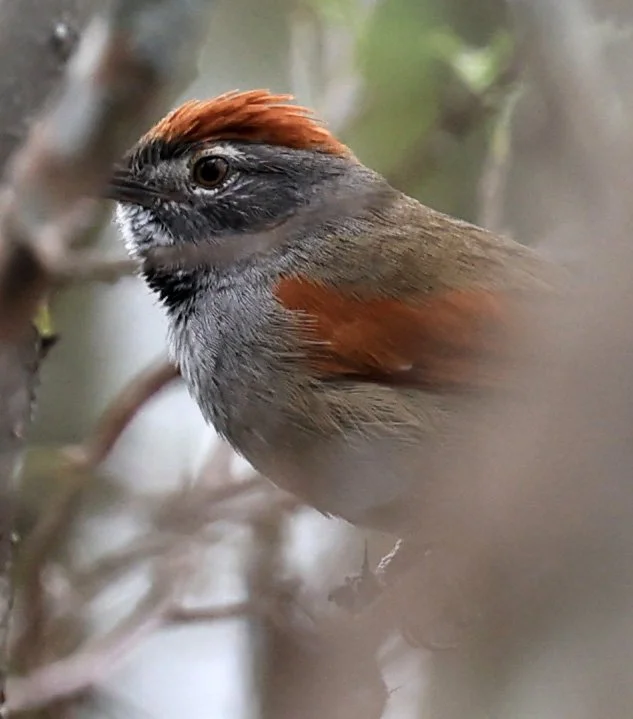 Sooty-fronted Spinetail (Synallaxis frontalis) La Patria Sideroads Paraguay (1).jpg