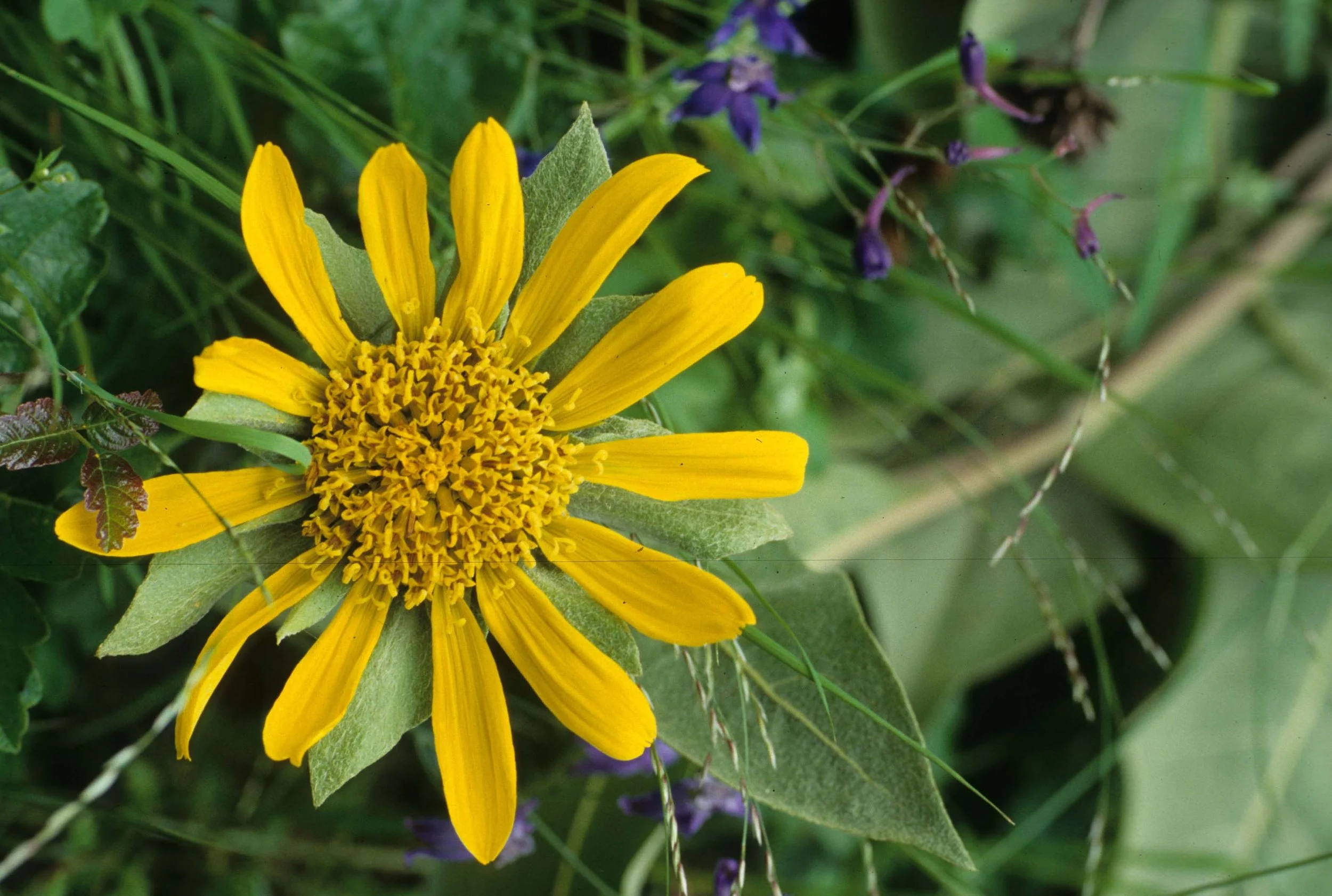 MONTANA - GLACIER - ASTERACEAE SPECIES (5).jpg