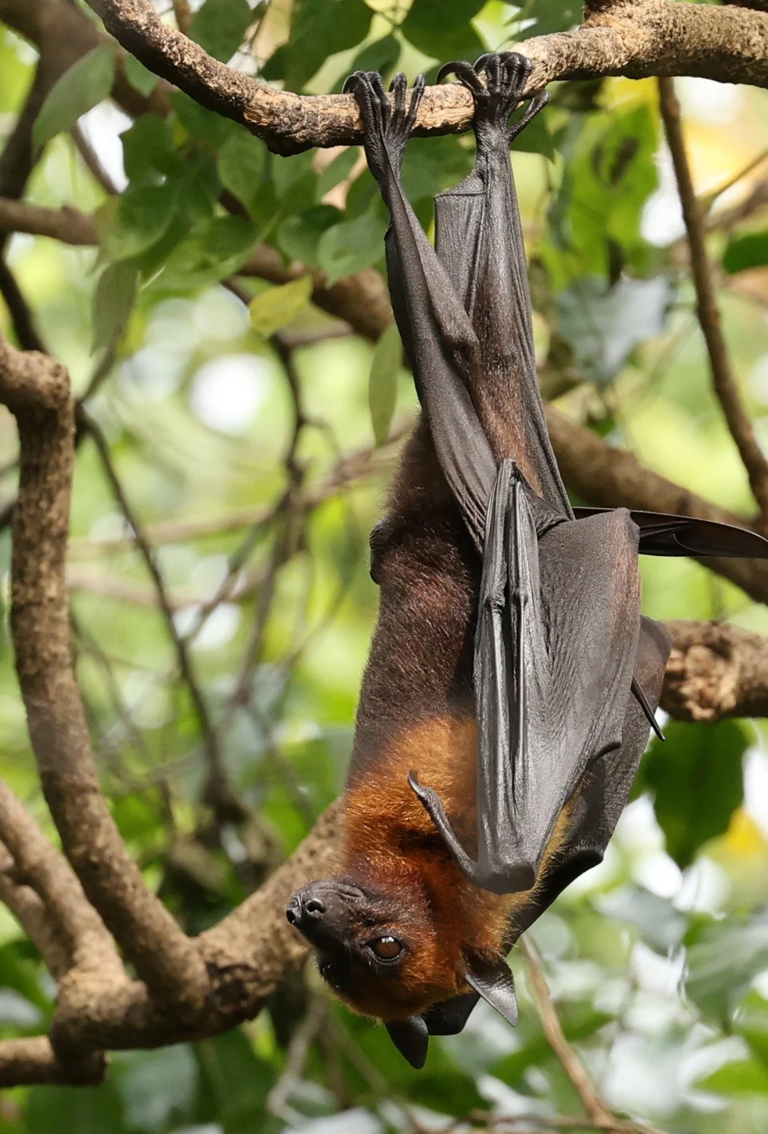 Lyle's Flying Fox (Pteropus lylei) Wat Pho Bang Khla in Chachoengsao (2).jpg