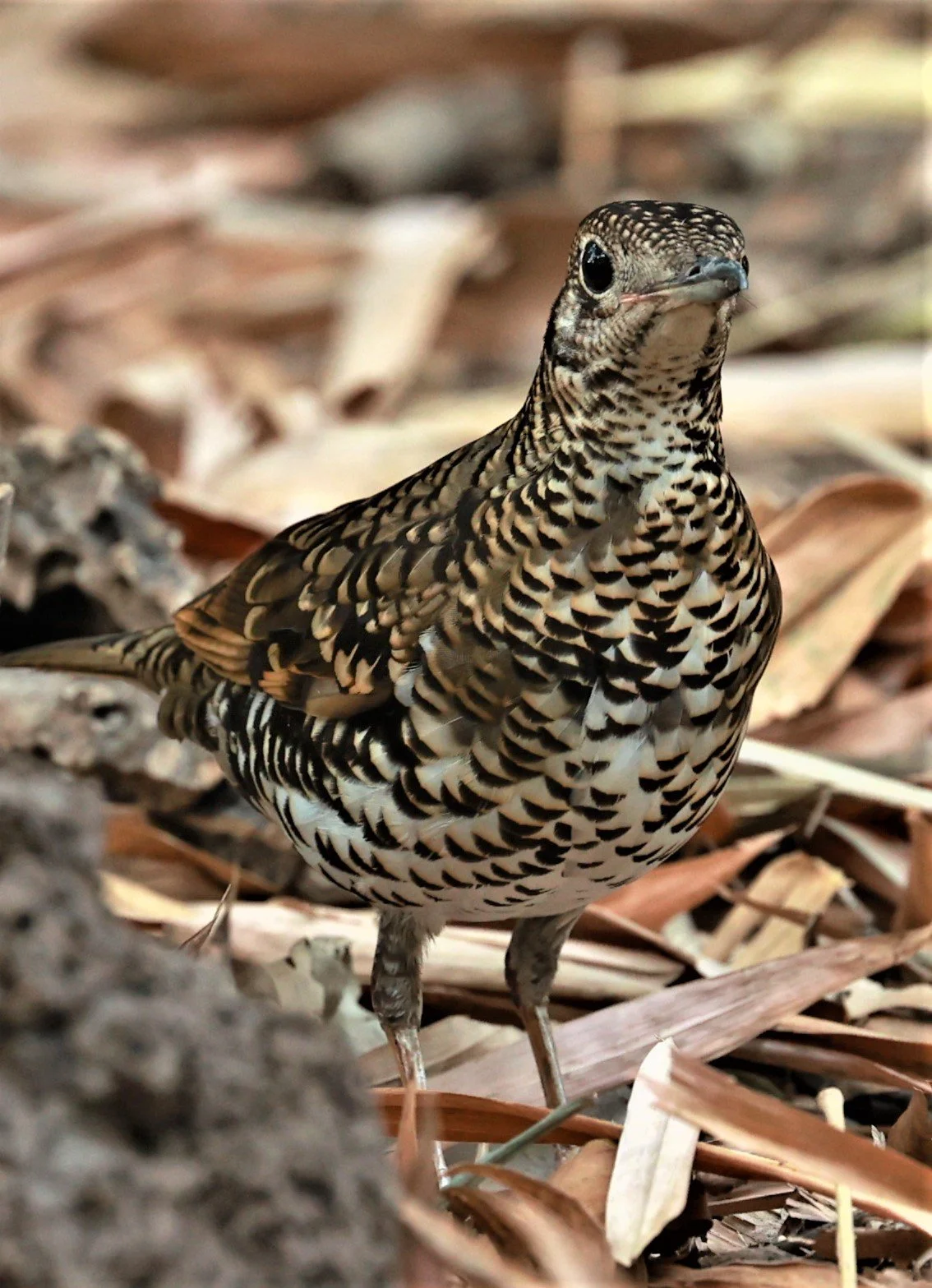 White's Thrush (Zoothera aurea) Putthamonthon Park Nakhon Pathom Thailand (198).jpg