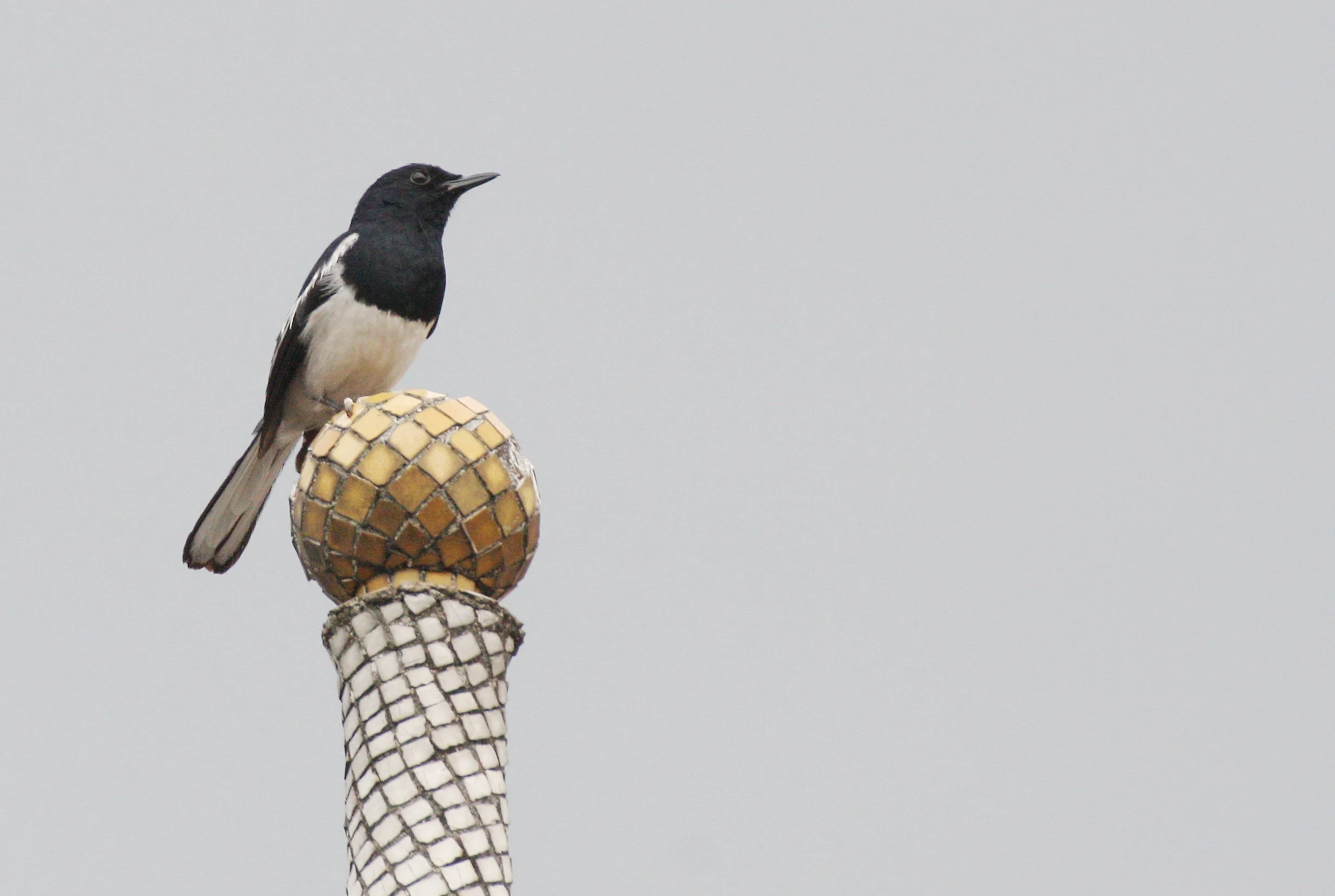 ROBIN - ORIENTAL MAGPIE ROBIN - Copsychus saularis - BANGKOK THAILAND (1).JPG