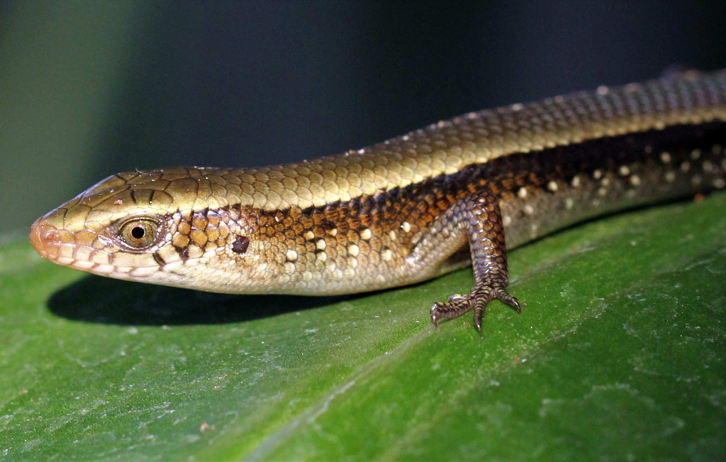 Common Many-lined Sun Skink (Eutropis multifasciata) Thailand