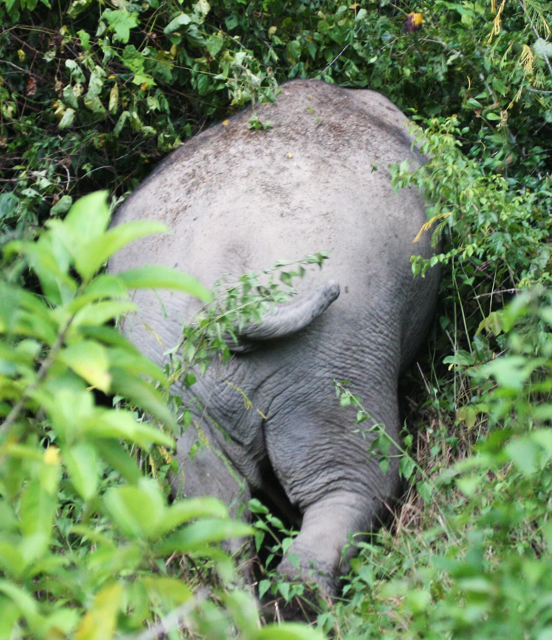ELEPHANT - ASIAN ELEPHANT - KAENG KRACHAN NP THAILAND (11).JPG