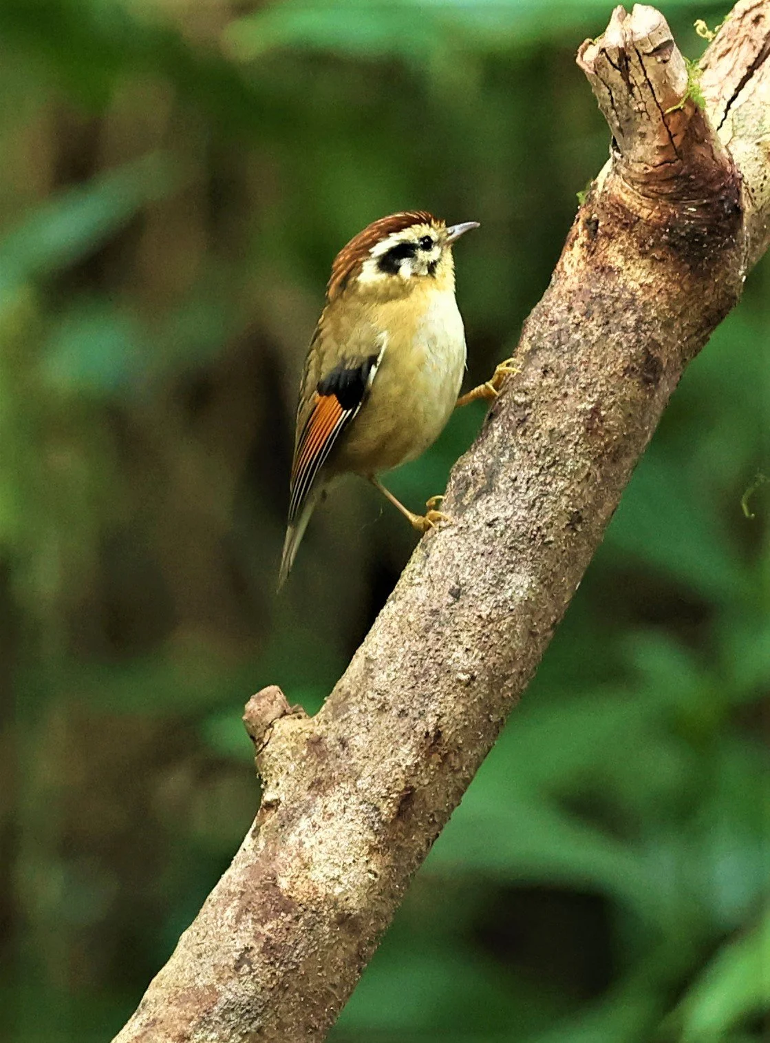 FULVETTA - RUFOUS-WINGED FULVETTA - Schoeniparus castaneceps - DOI PHA HOM POK NP DOI LANG EAST FEB 2022 (12).jpg
