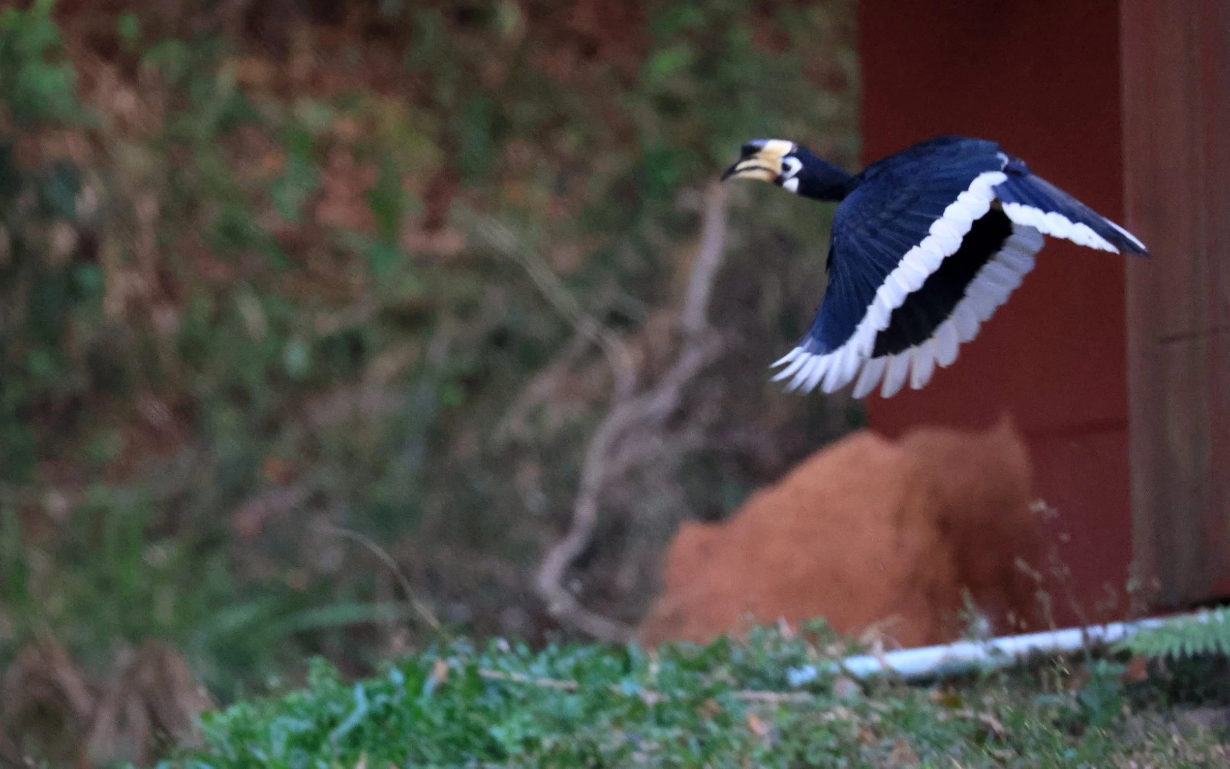 Oriental Pied Hornbill Khao Yai National Park, Thailand.jpg