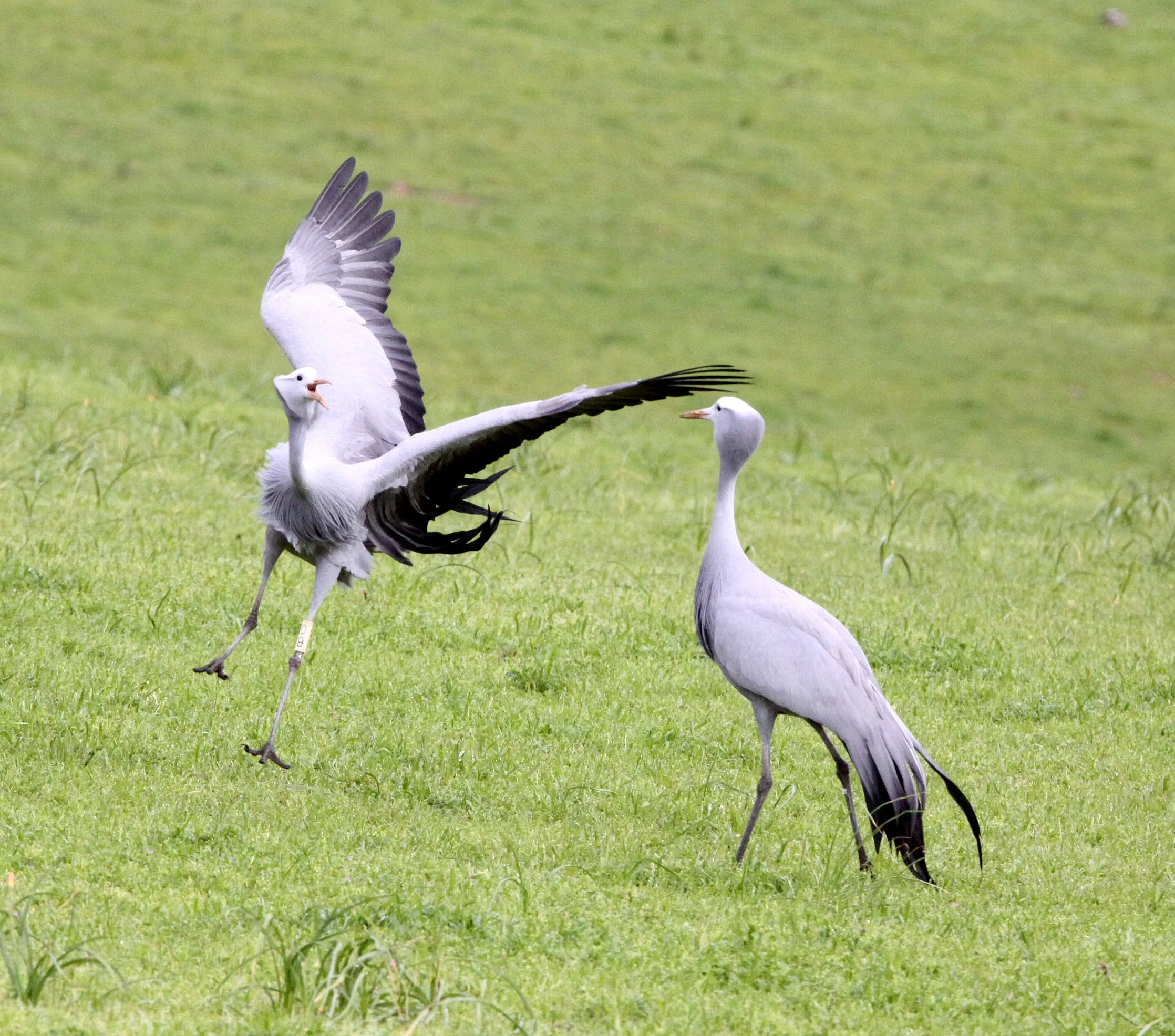 Grus paradisea - BLUE CRANE - GARDEN ROUTE SOUTH AFRICA (32).JPG