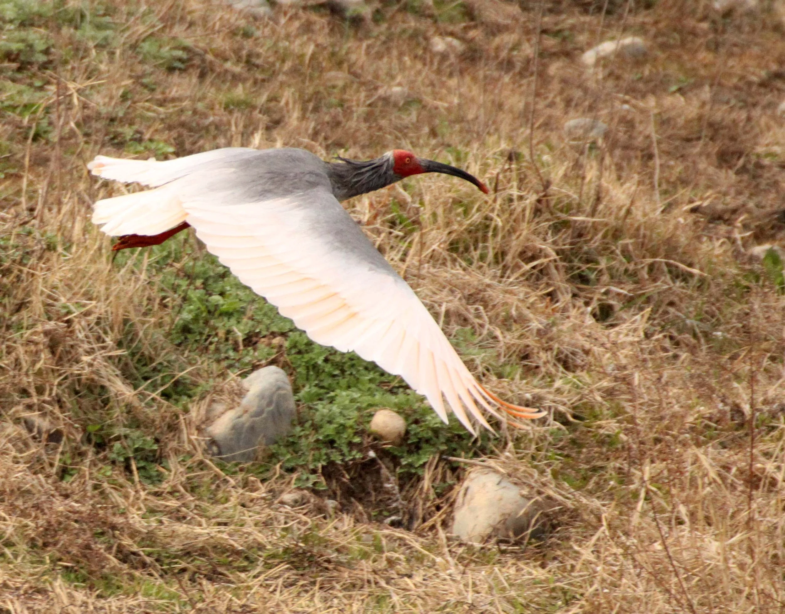 IBIS - CRESTED IBIS - Nipponia nippon - YANG COUNTY SHAANXI PROVINCE CHINA (15).JPG
