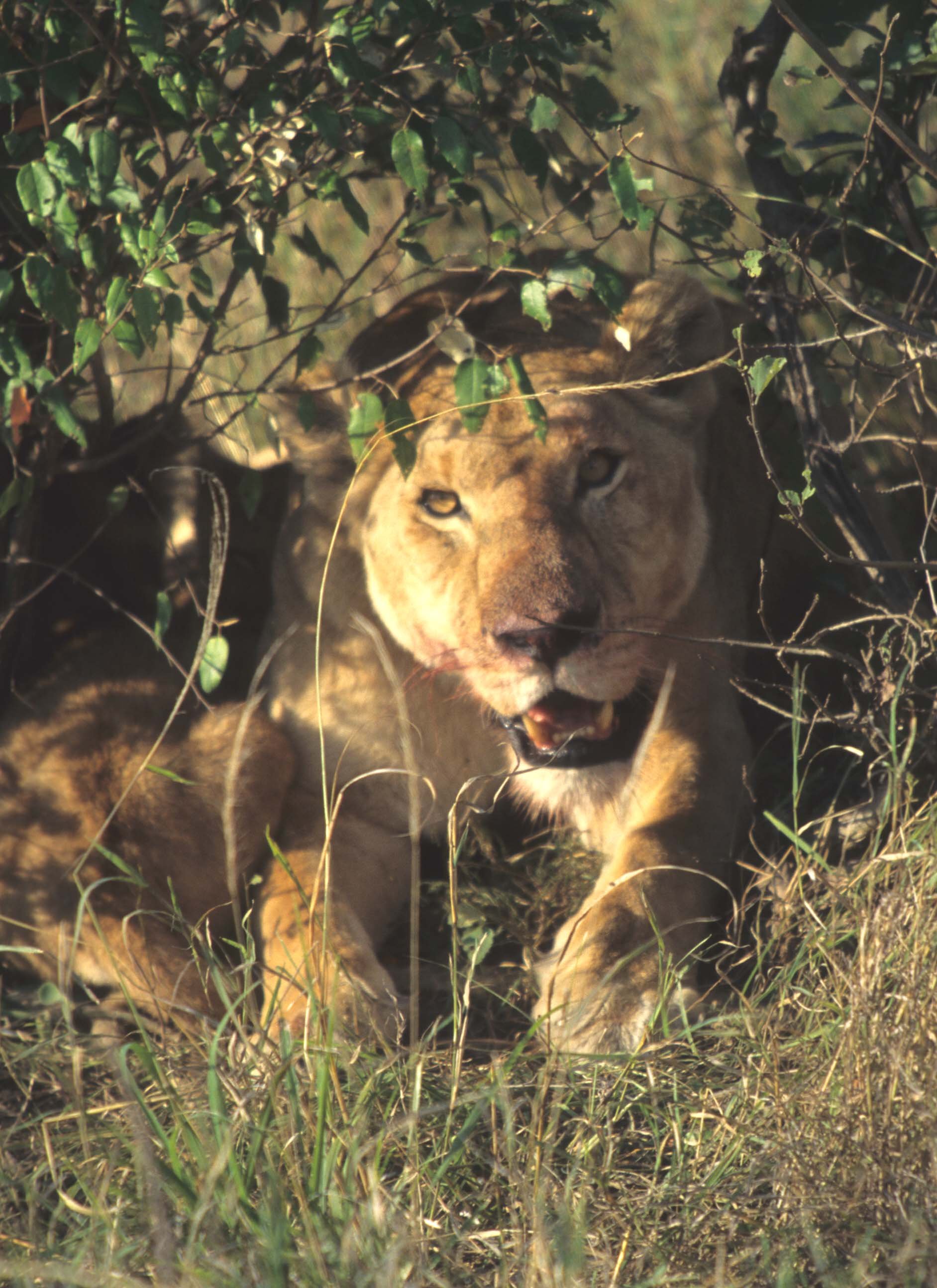 FELID - LION - SERENGETI (13).jpg