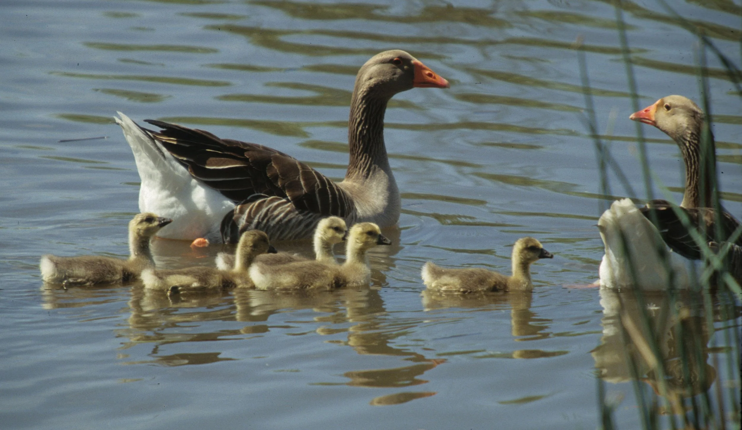 GOOSE - GREYLAG GOOSE - Anser anser - OR BARNYARD - SACRAMENTO CITY PARK (1).jpg