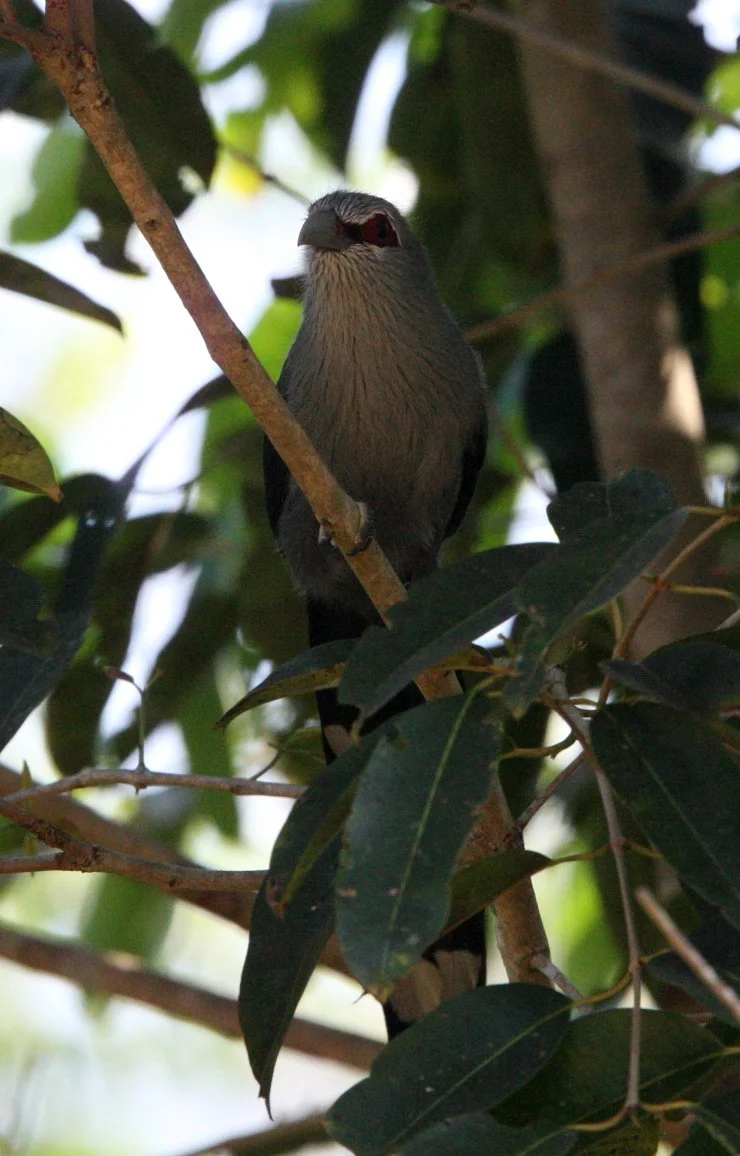 Green-billed Malkoha (Phaenicophaeus tristis) Kaeng Krachan NP Thailand (15).JPG
