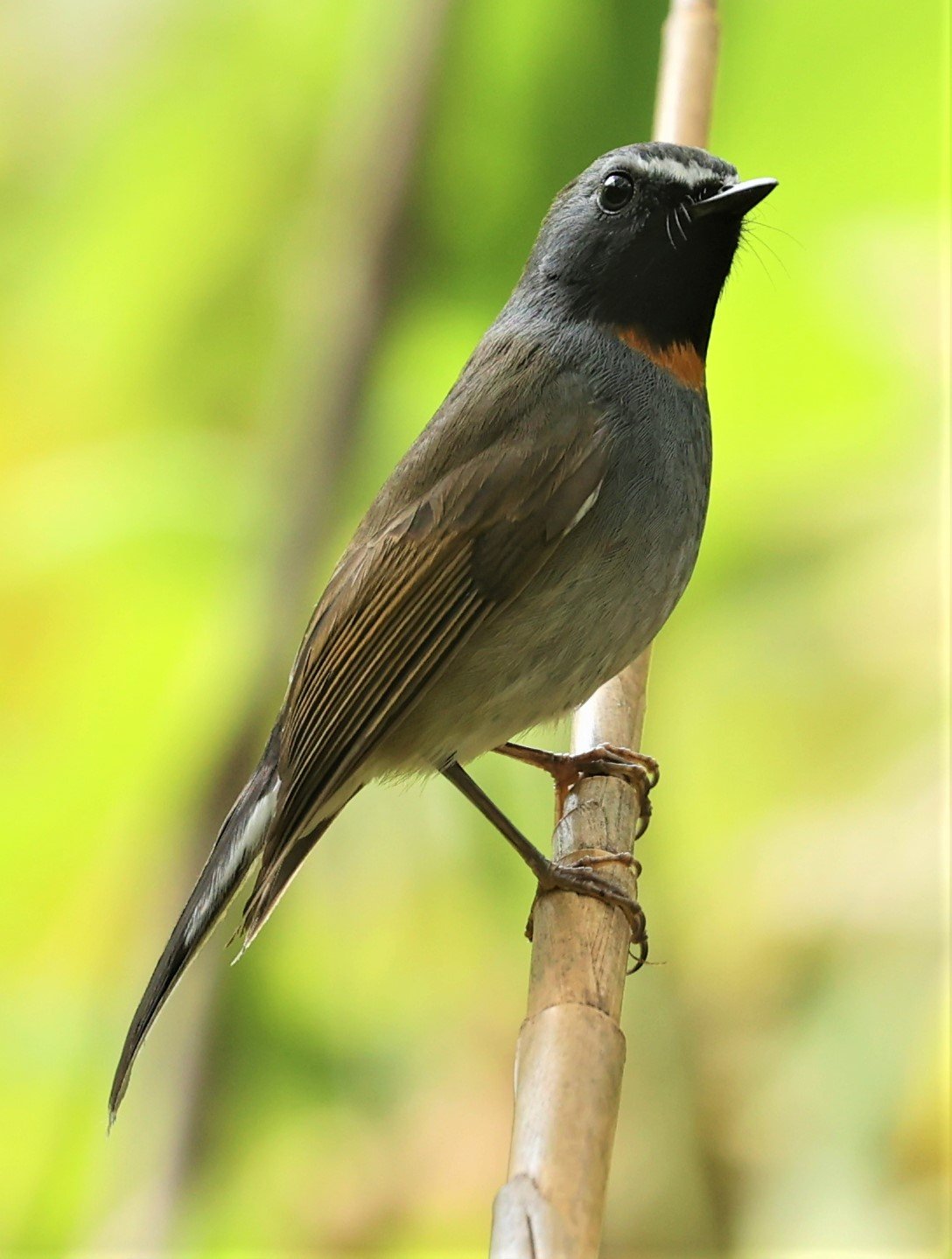 FLYCATCHER - RUFOUS-GORGETED FLYCATCHER - Ficedula strophiata - DOI SAN JU (DOI LANG WEST) FEB 2022 (46).jpg