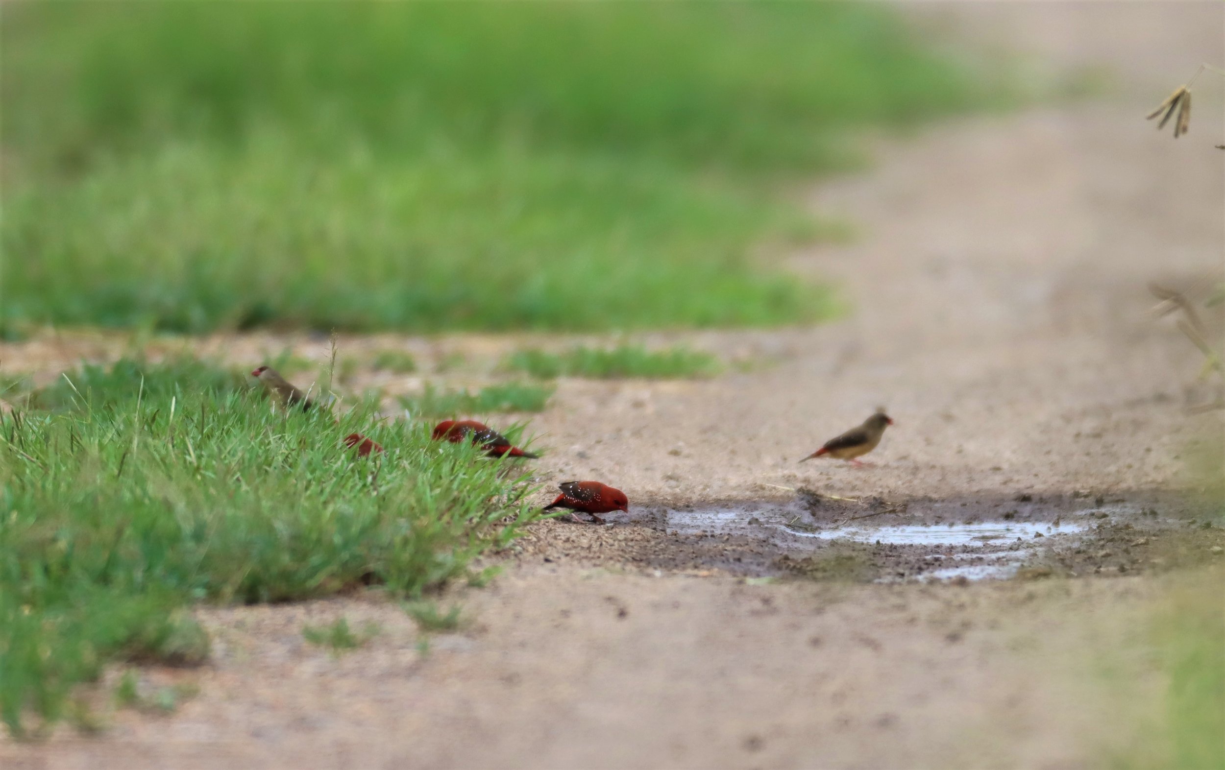 RED AVADAVAT - Amandava amandava - PATHUM THANI RICE RESEARCH CENTER SEP 3 2021 (1).jpg