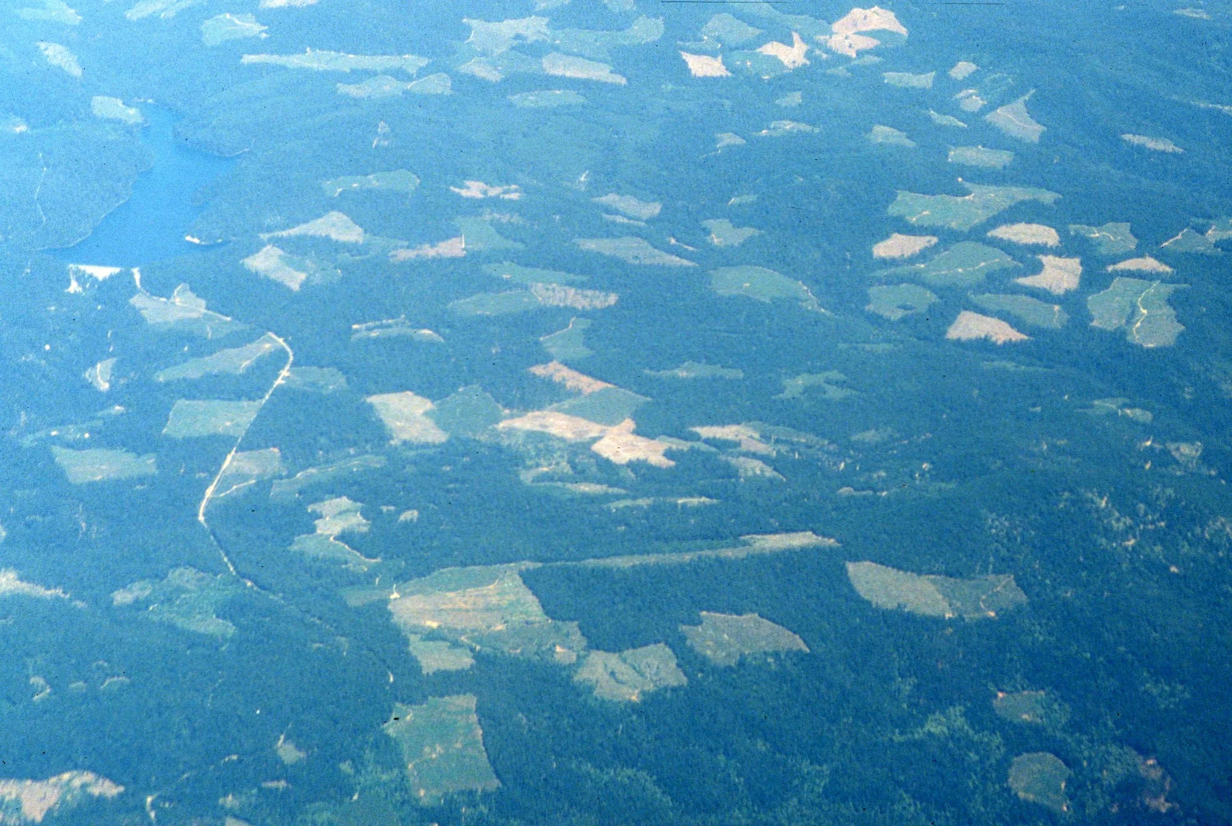 CALIFORNIA - SIERRA LOGGING PRACTICES.jpg