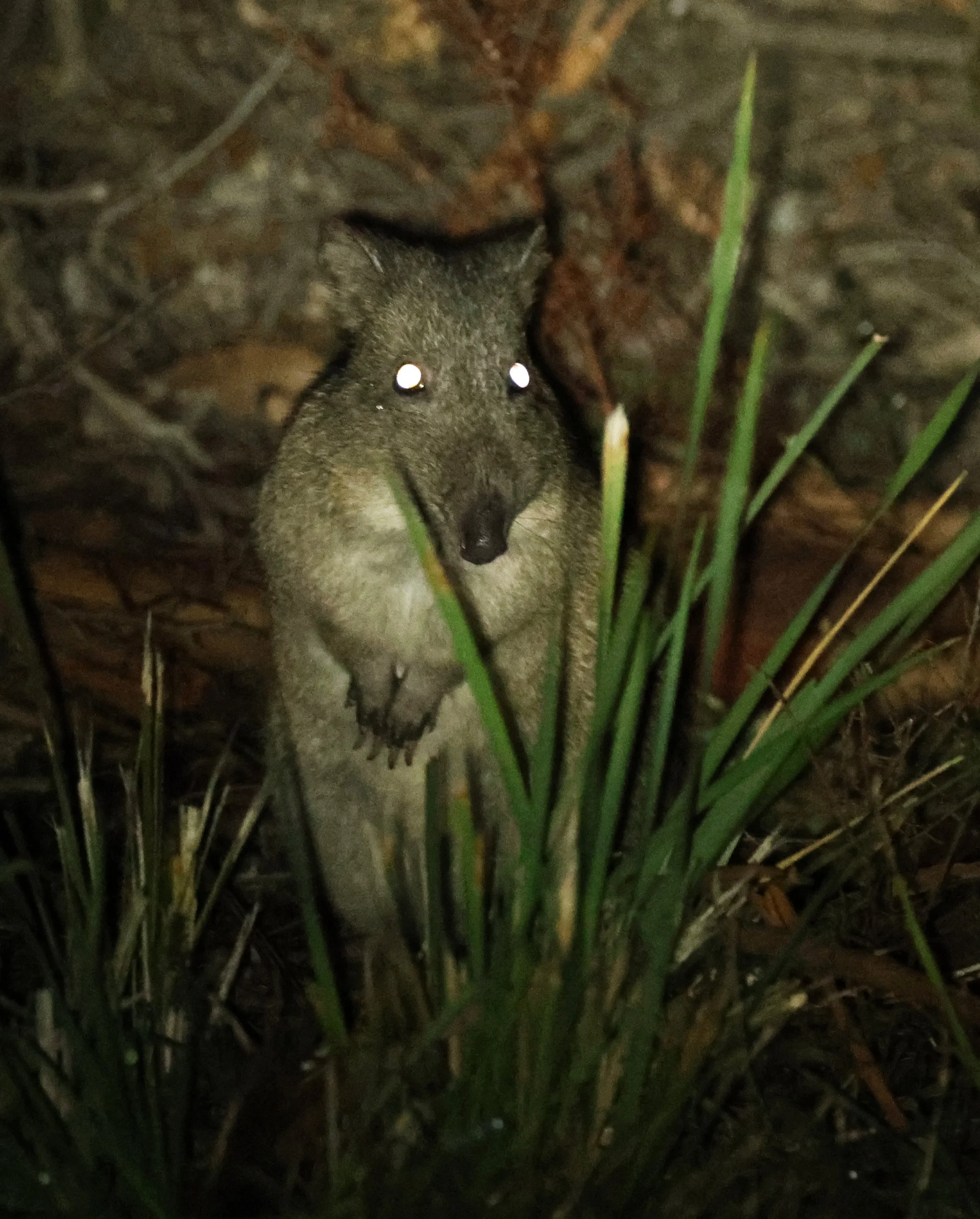 Long-nosed Potoroo (Potorous tridactylus) Bruny Island - Tasmania 