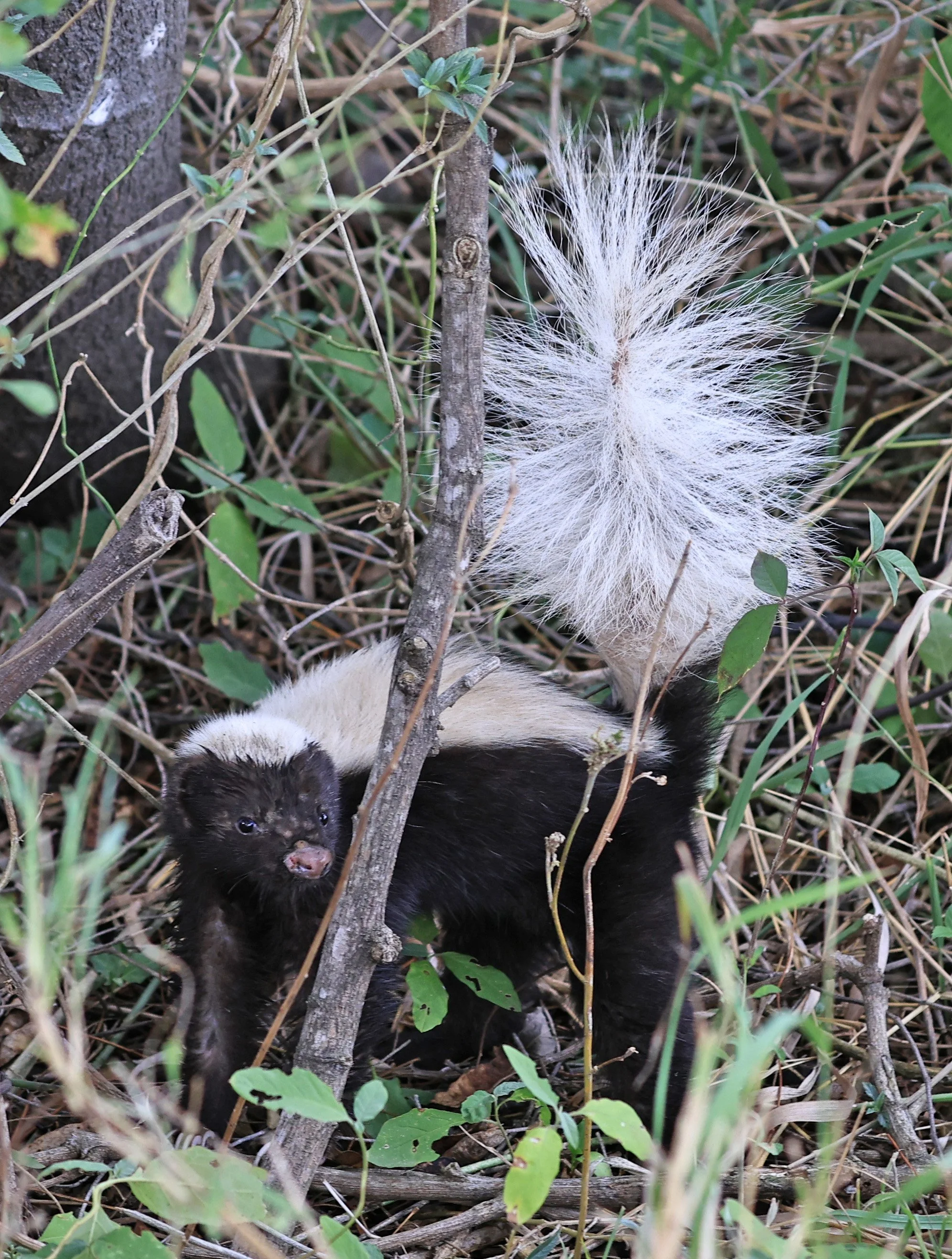 Molina's Hog-nosed Skunk (Conepatus chinga) Estancia Campo'i Paraguay  (7).jpg