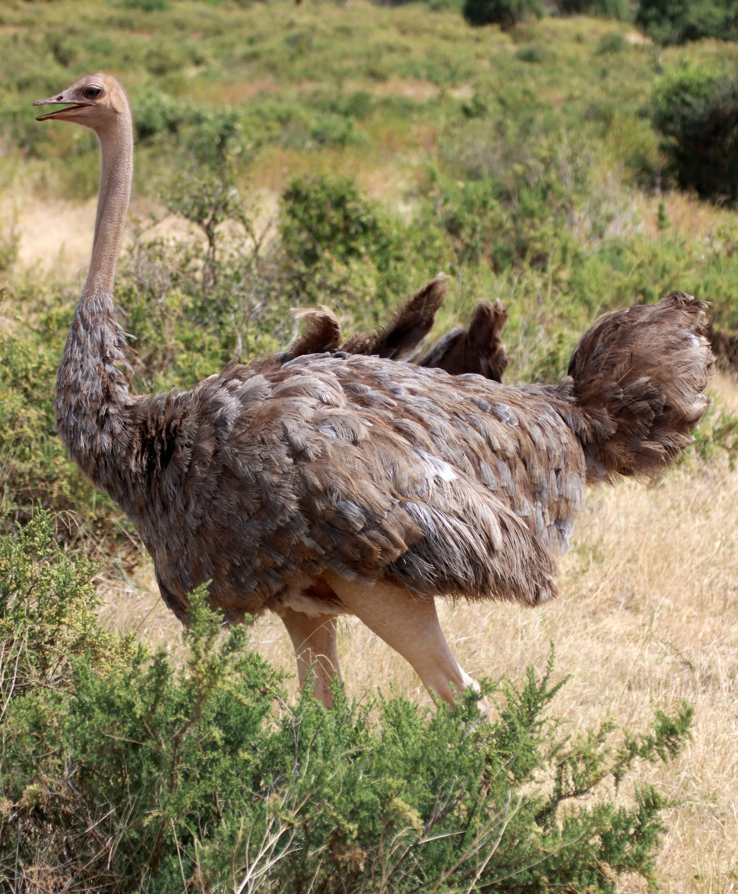 Struthio molybdophanes - SOMALI OSTRICH - SAMBURU NATIONAL RESERVE KENYA (6).JPG