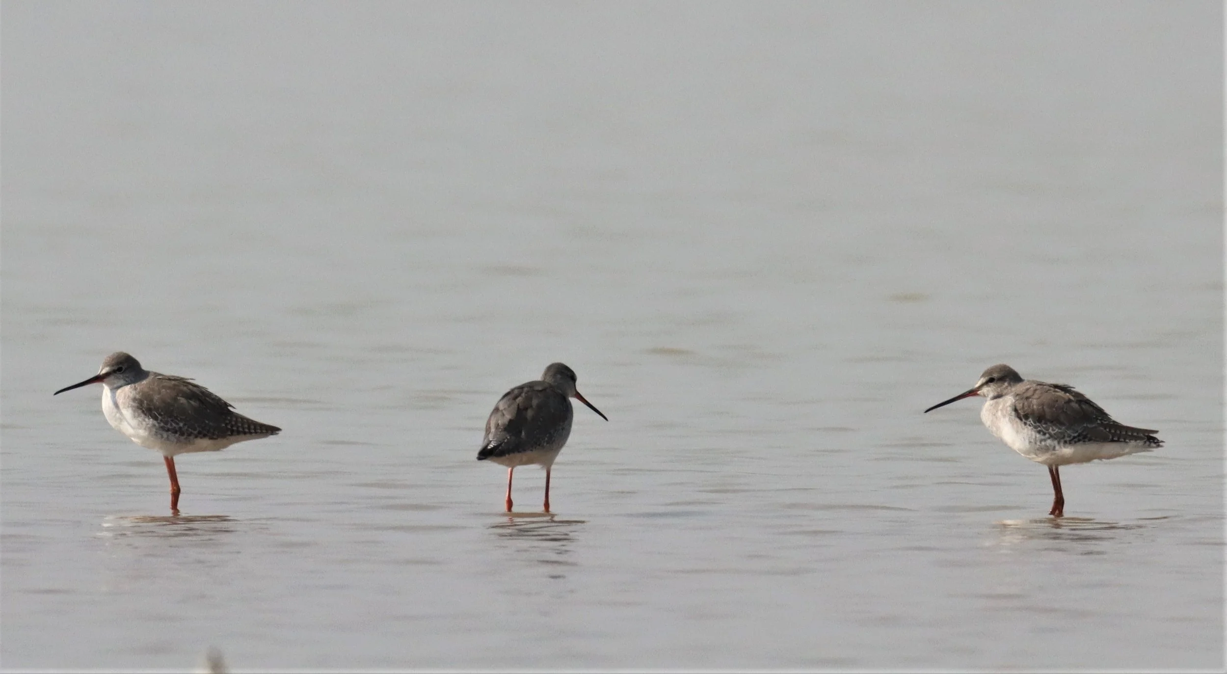 REDSHANK - SPOTTED REDSHANK - Tringa erythropus - BUENG BORAPHET.jpg